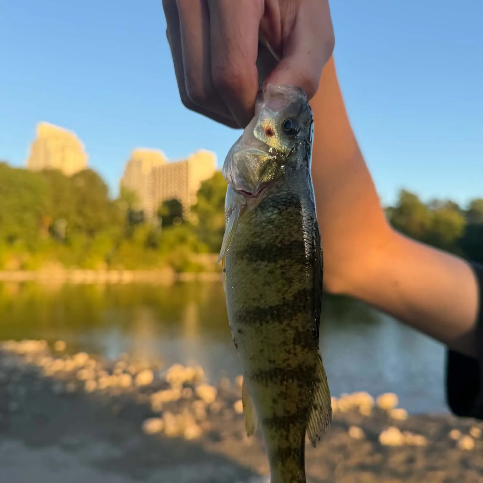 Yellow perch caught on Fishbrain