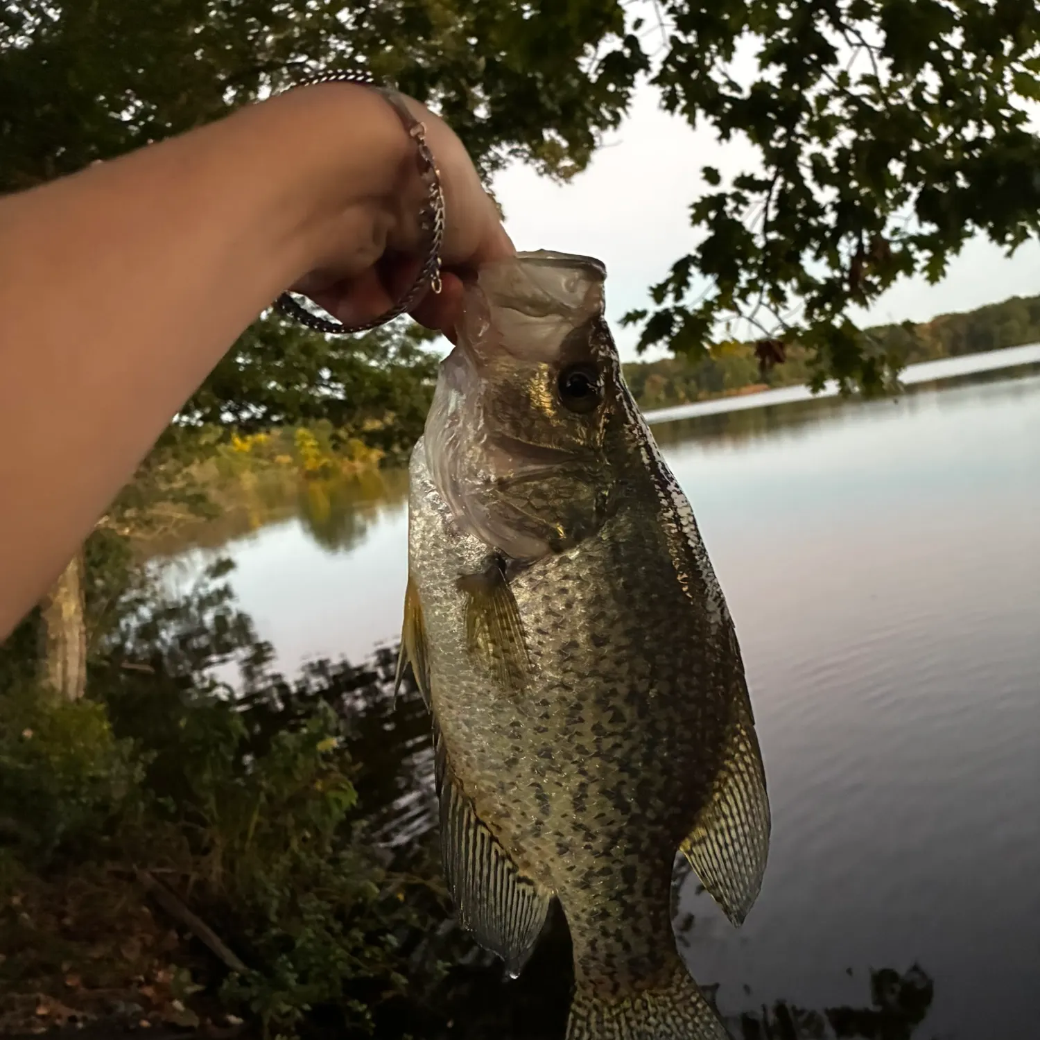 Black crappie caught on Fishbrain