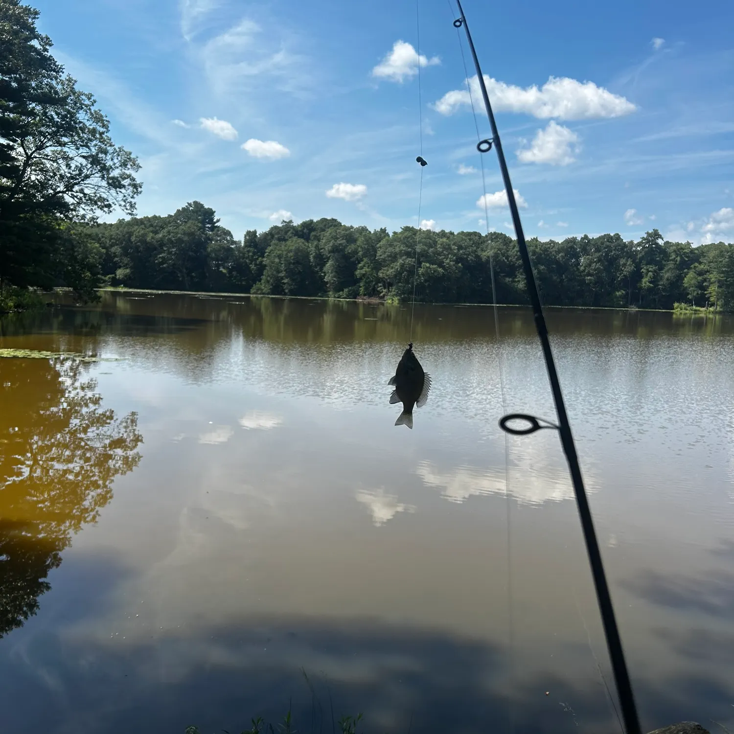 Bluegill caught on Fishbrain