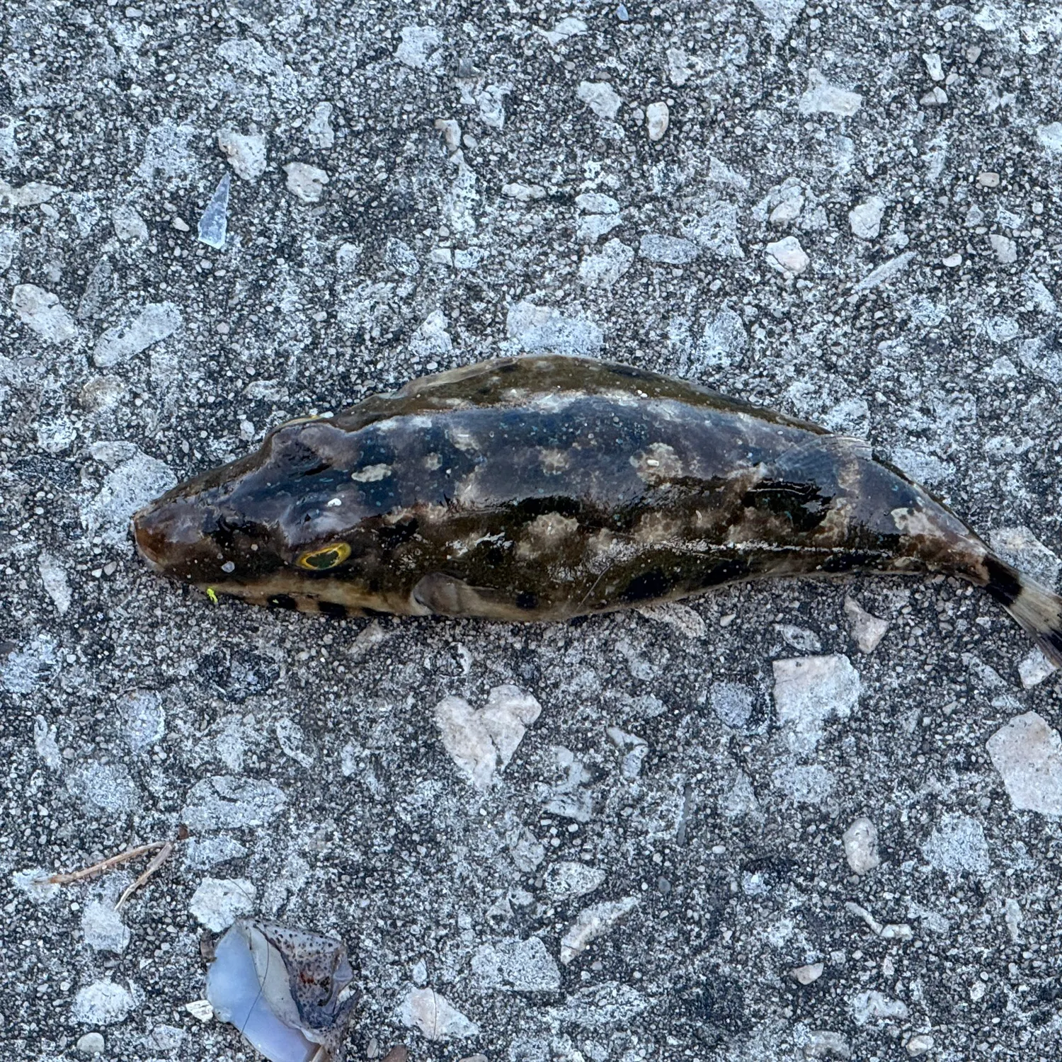 The most recent Bandtail puffer catches on Fishbrain