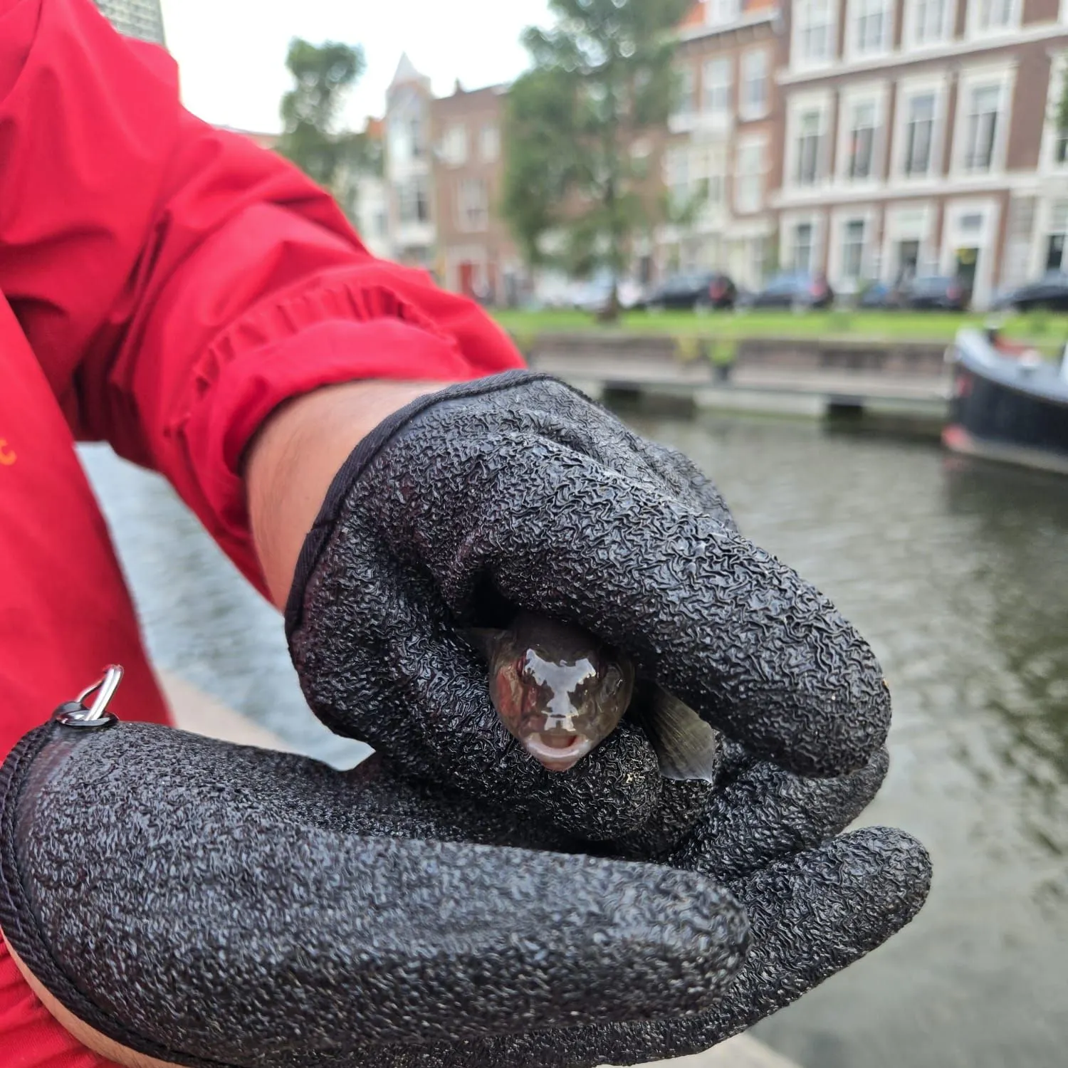 Round goby caught on Fishbrain