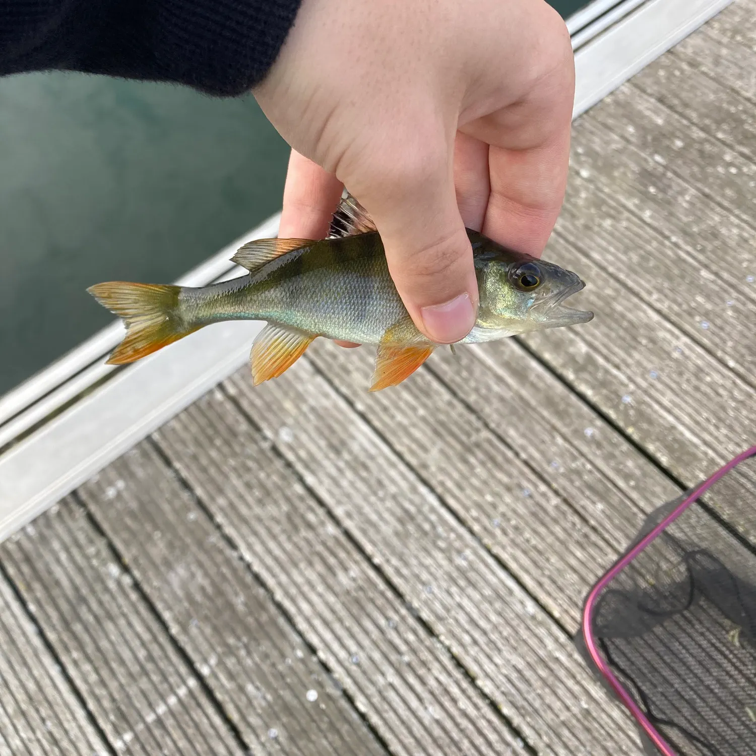 European perch caught on Fishbrain