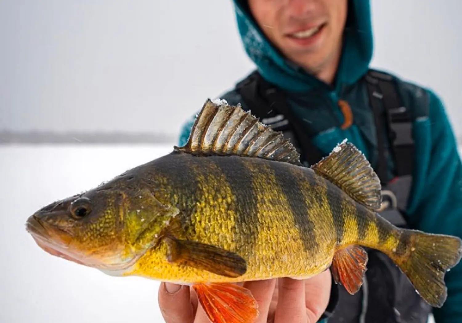 Yellow perch