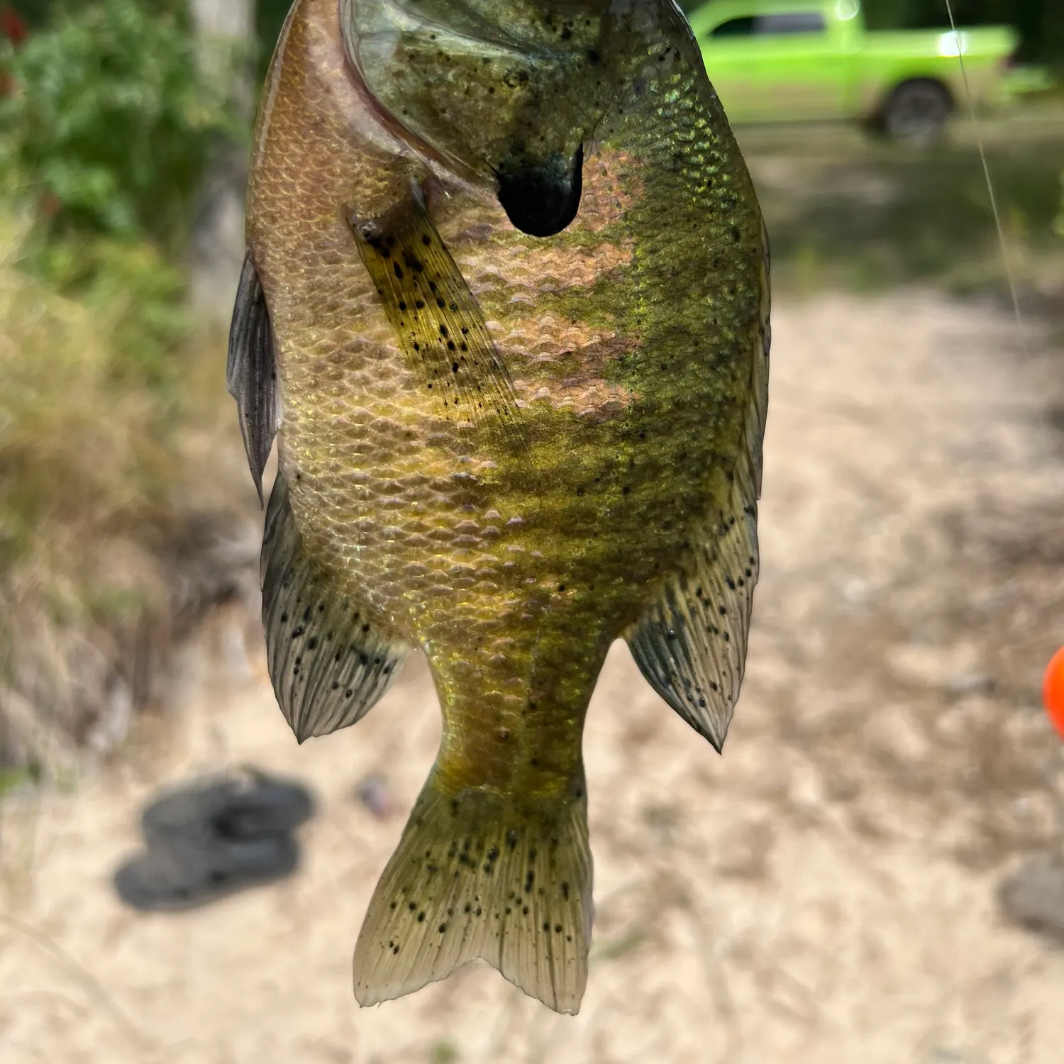 Bluegill caught on Fishbrain