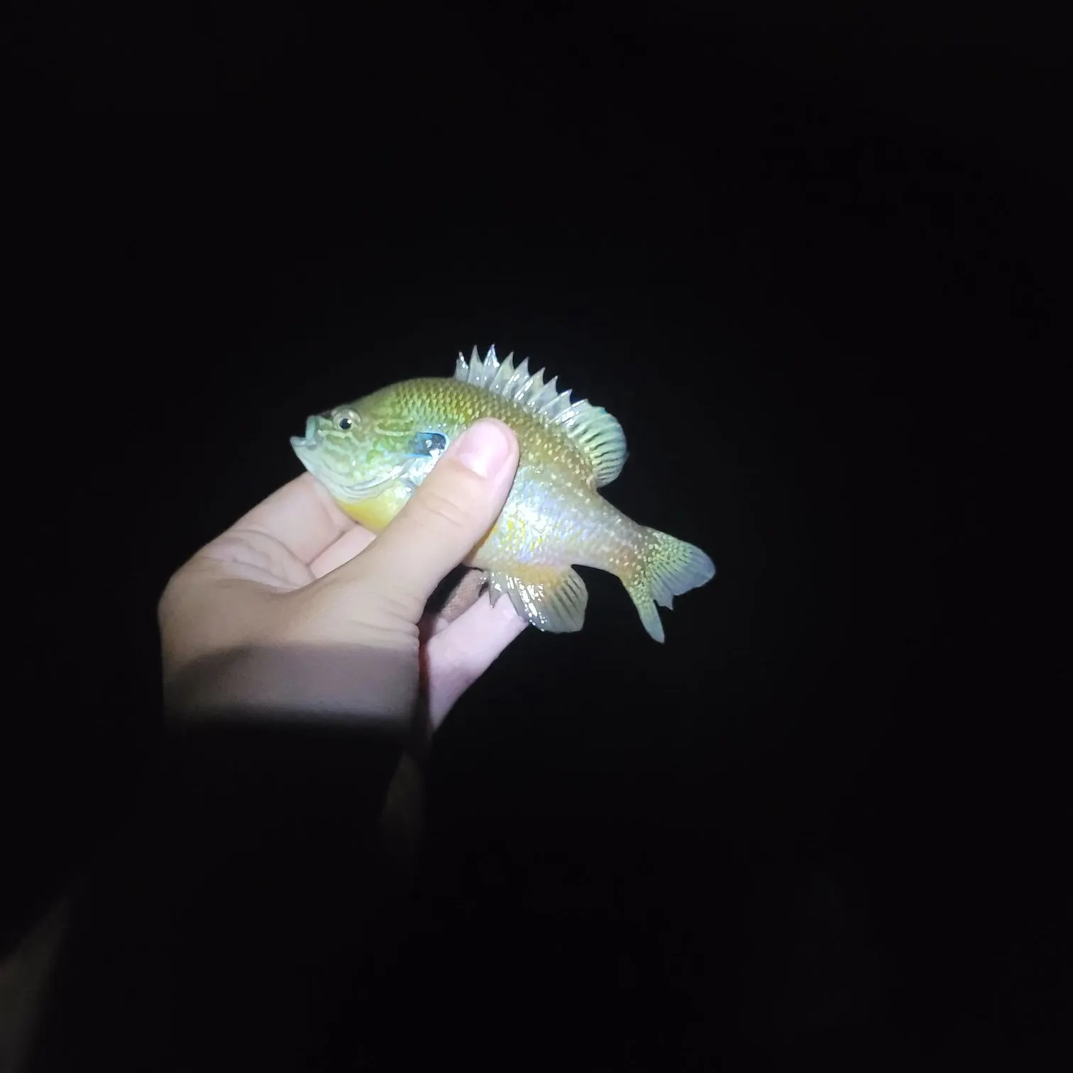 The most recent Longear sunfish catches on Fishbrain