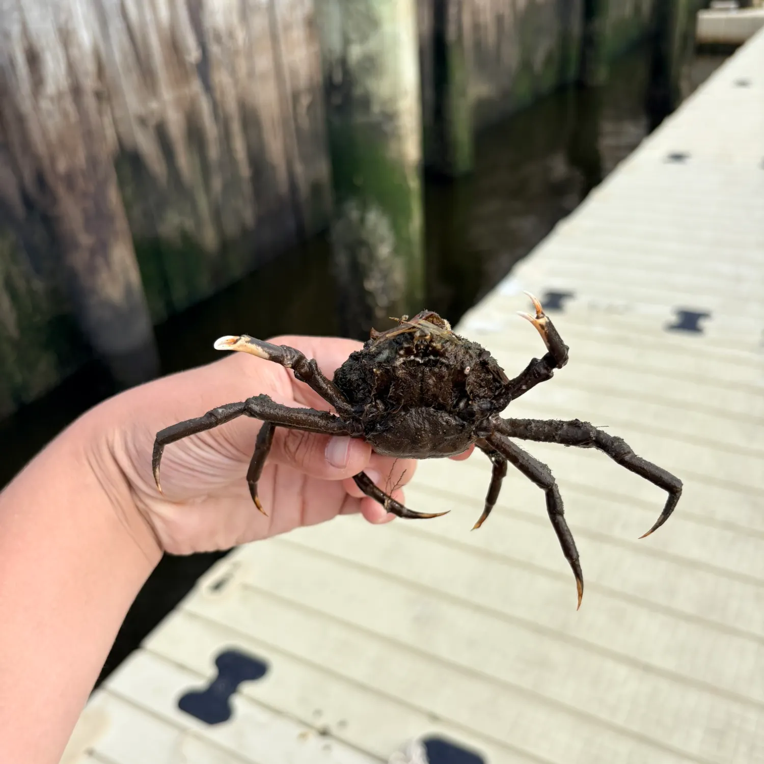 The most recent European spider crab catches on Fishbrain