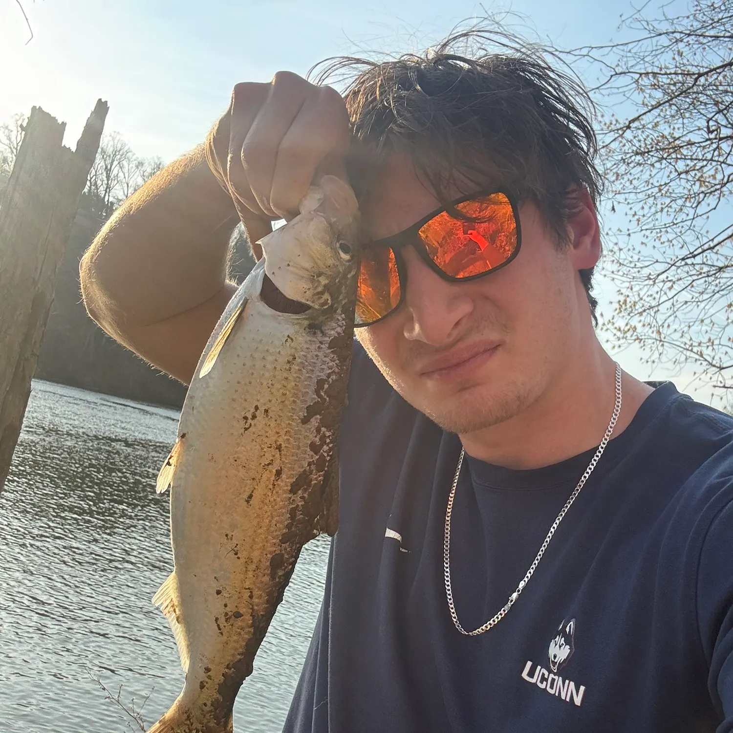 The most recent Hickory shad catches on Fishbrain