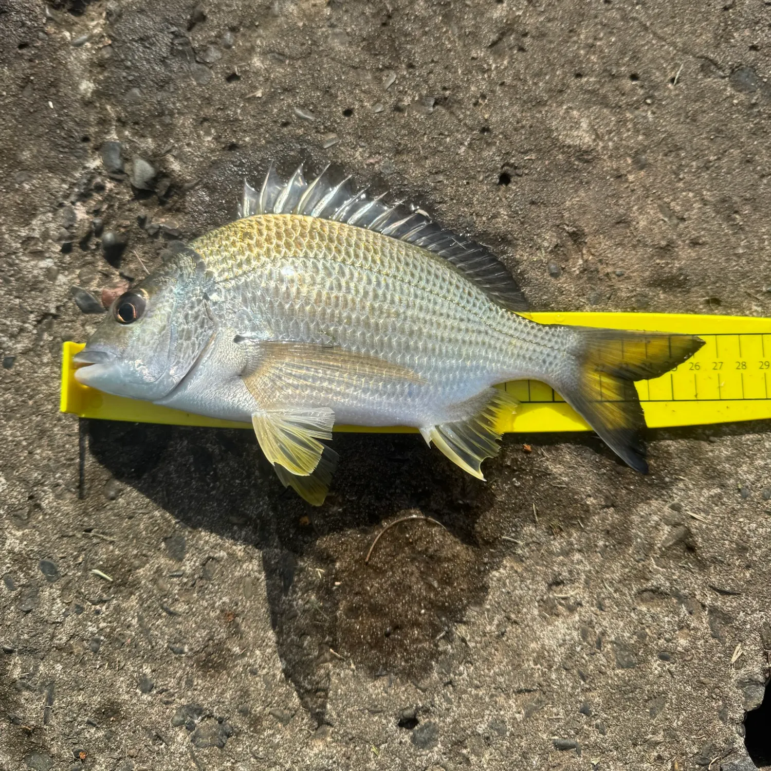 Surf bream caught on Fishbrain