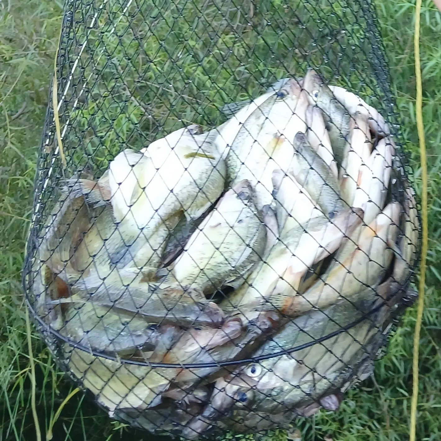 Black crappie caught on Fishbrain