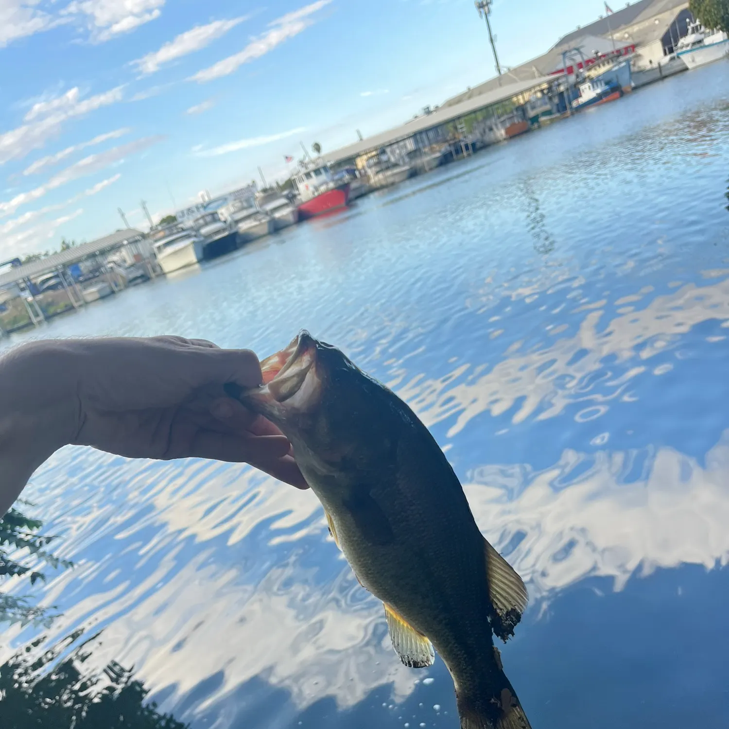 Largemouth bass caught on Fishbrain