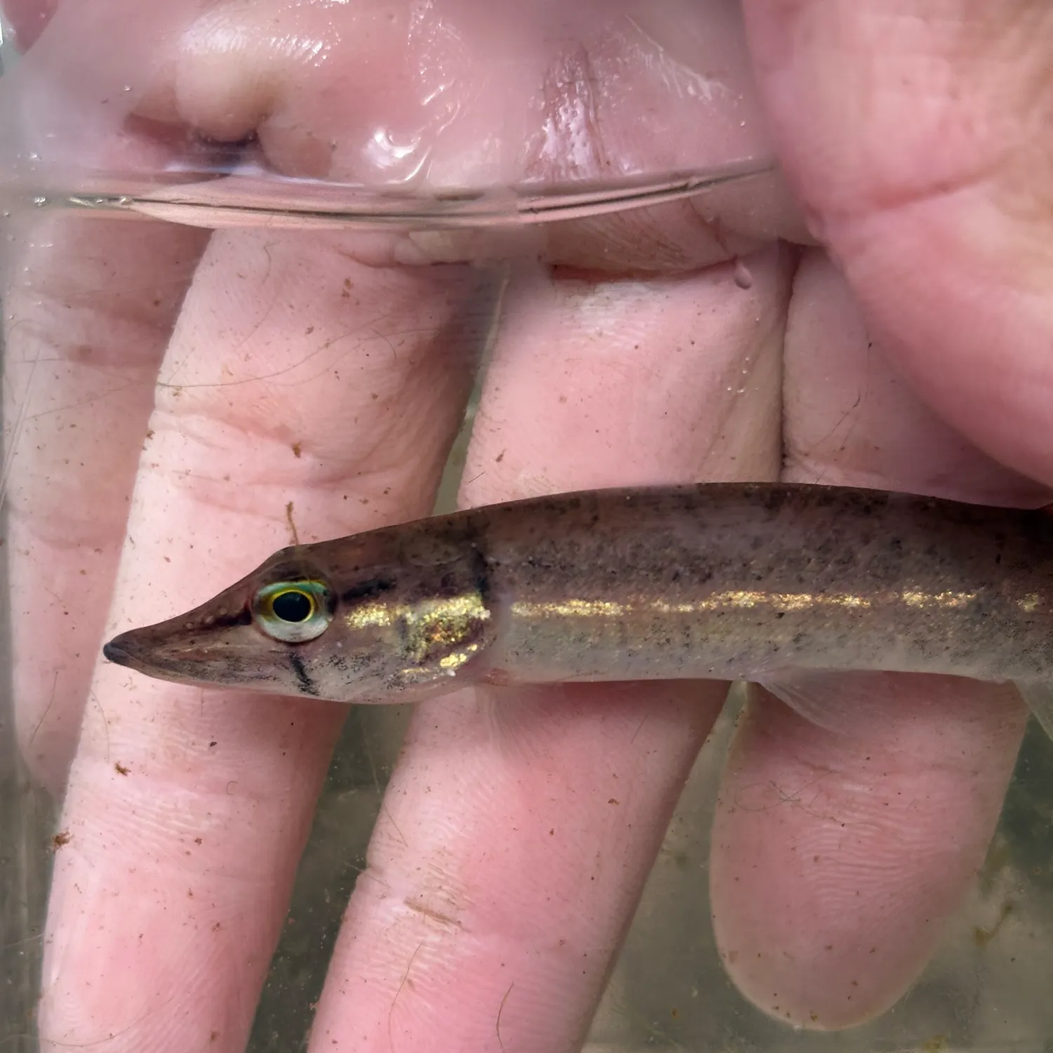 The most recent Redfin pickerel catches on Fishbrain