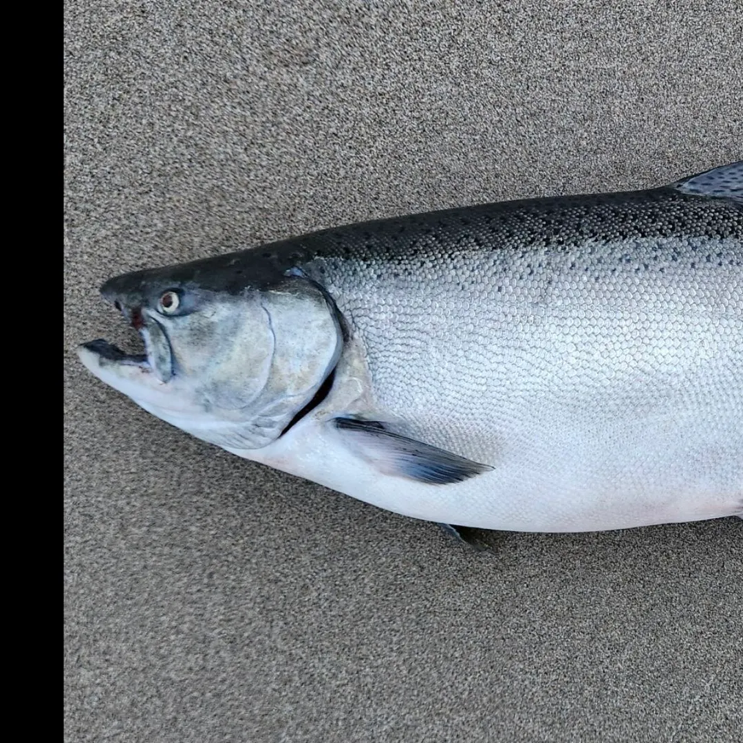 Chinook salmon caught on Fishbrain