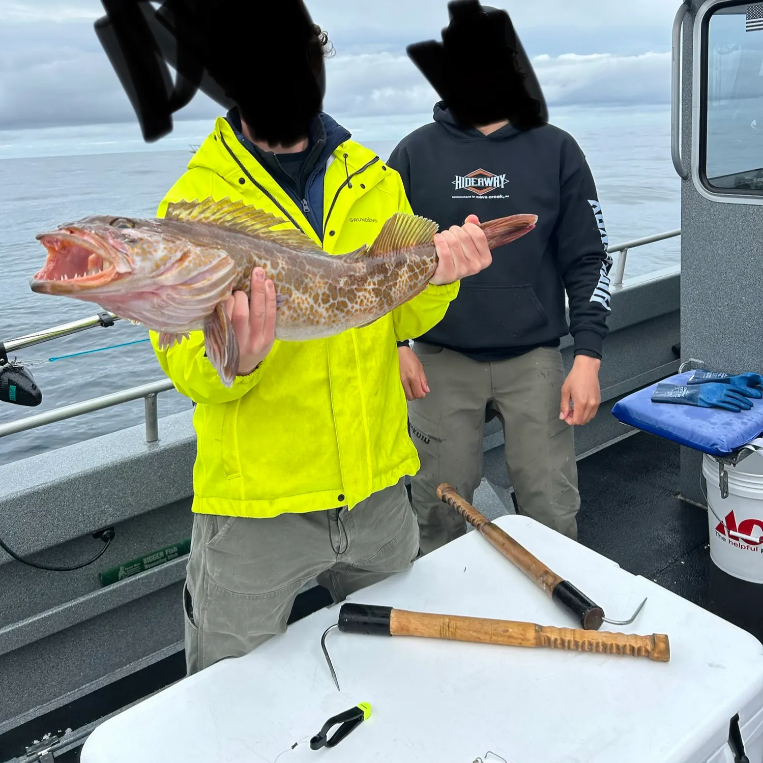 Lingcod caught on Fishbrain