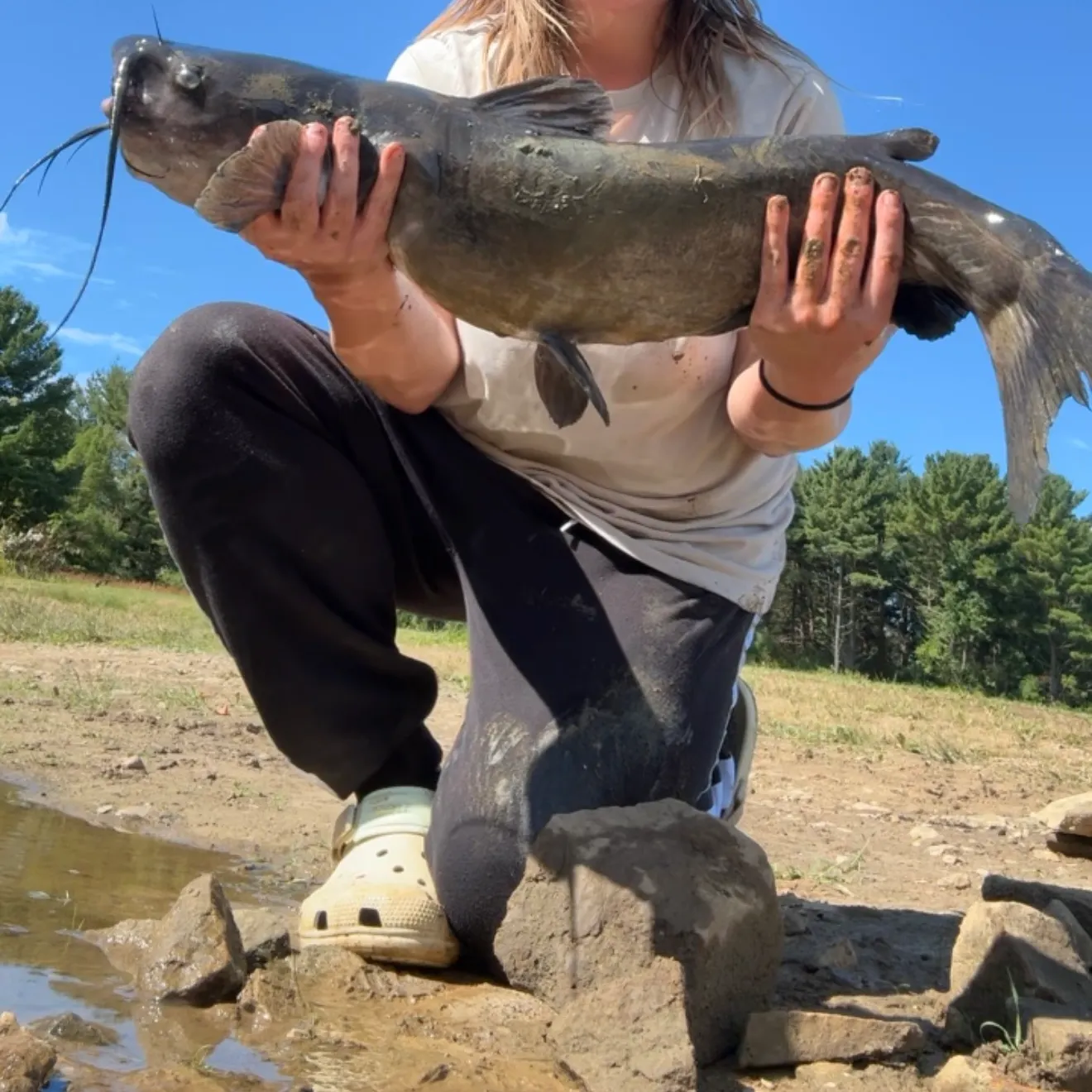 Channel catfish caught on Fishbrain
