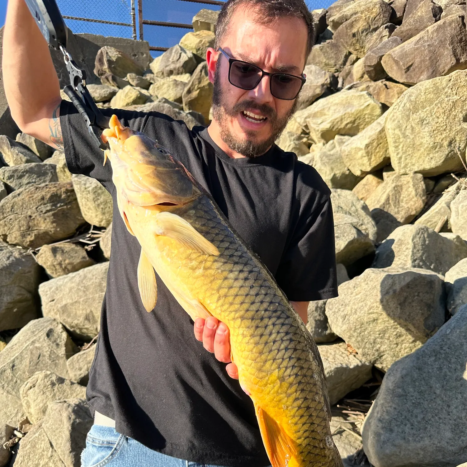 Common carp caught on Fishbrain
