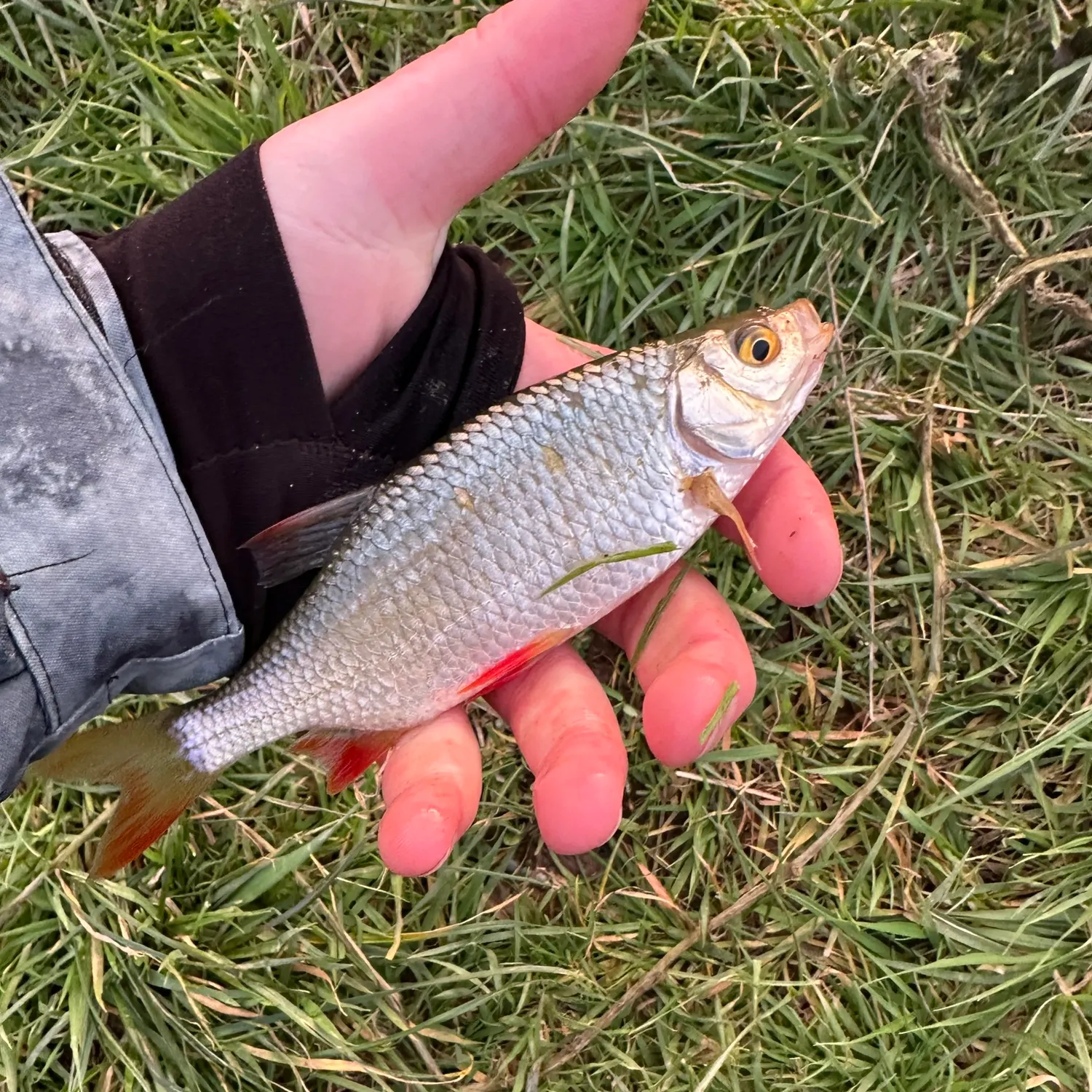 The most recent Common rudd catches on Fishbrain