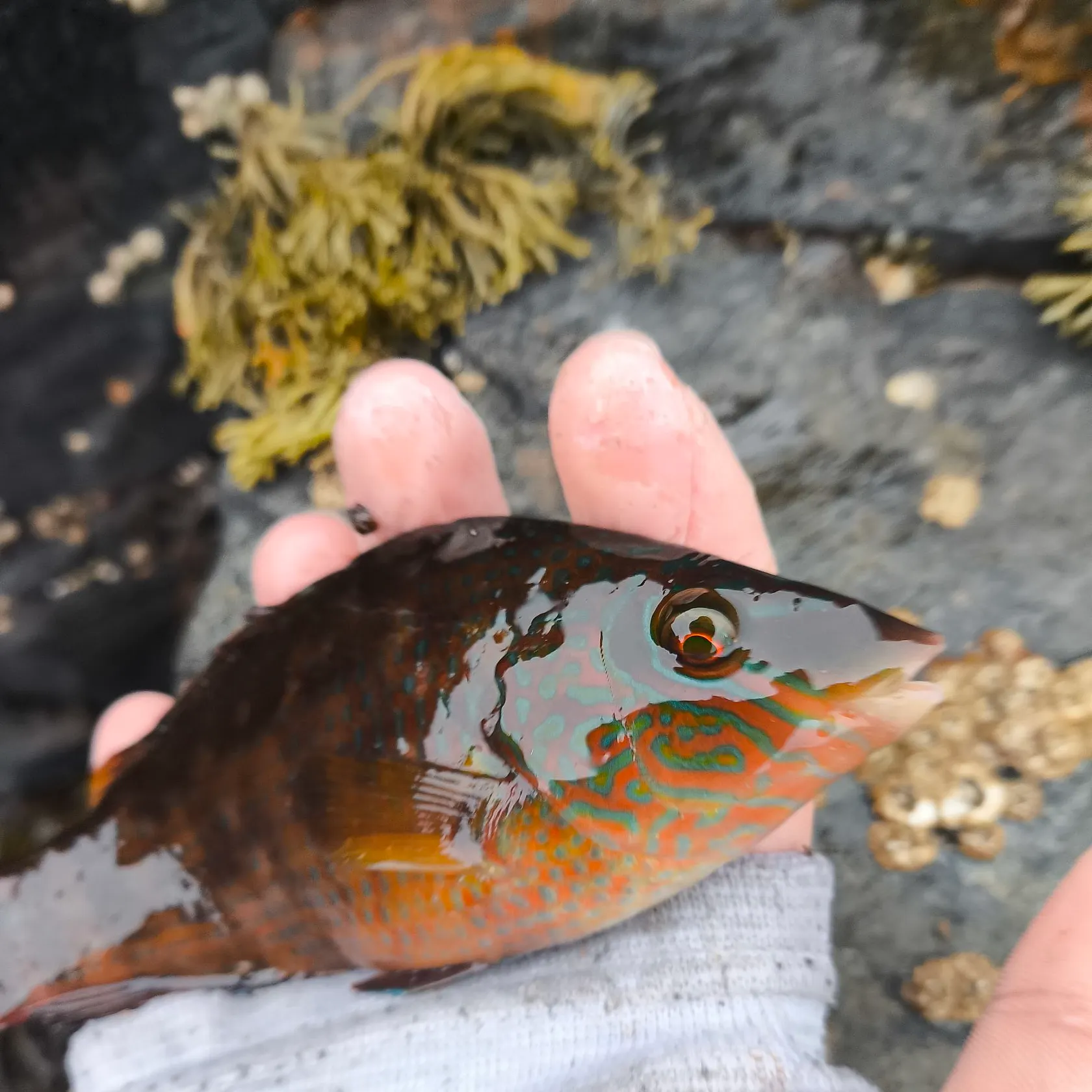 The most recent Rock cook catches on Fishbrain