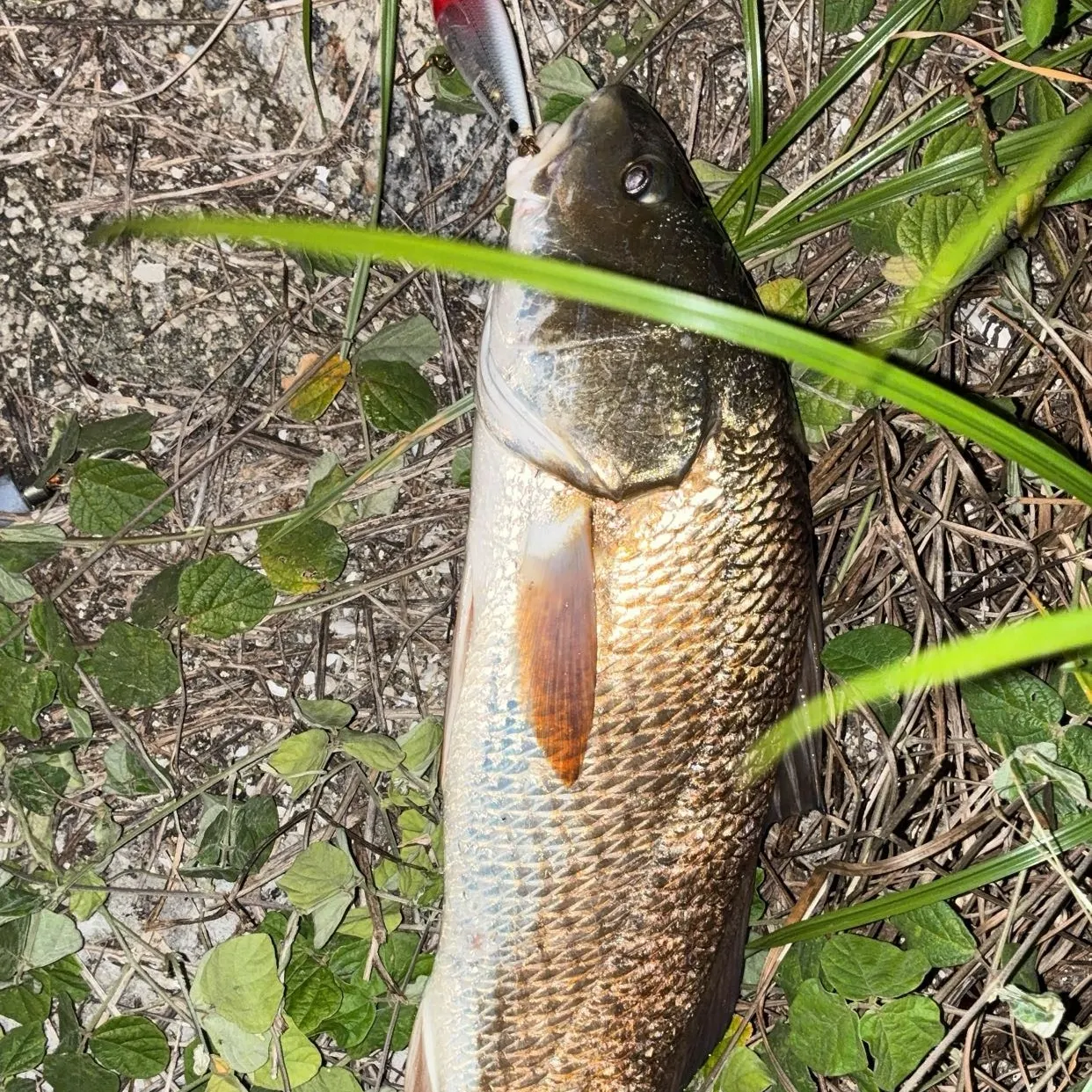 Red drum caught on Fishbrain