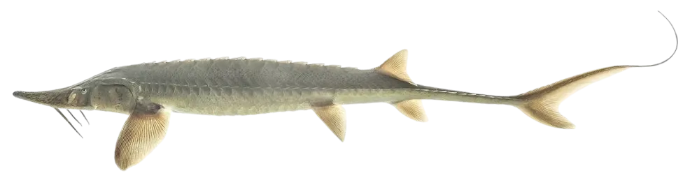 Shovelnose sturgeon