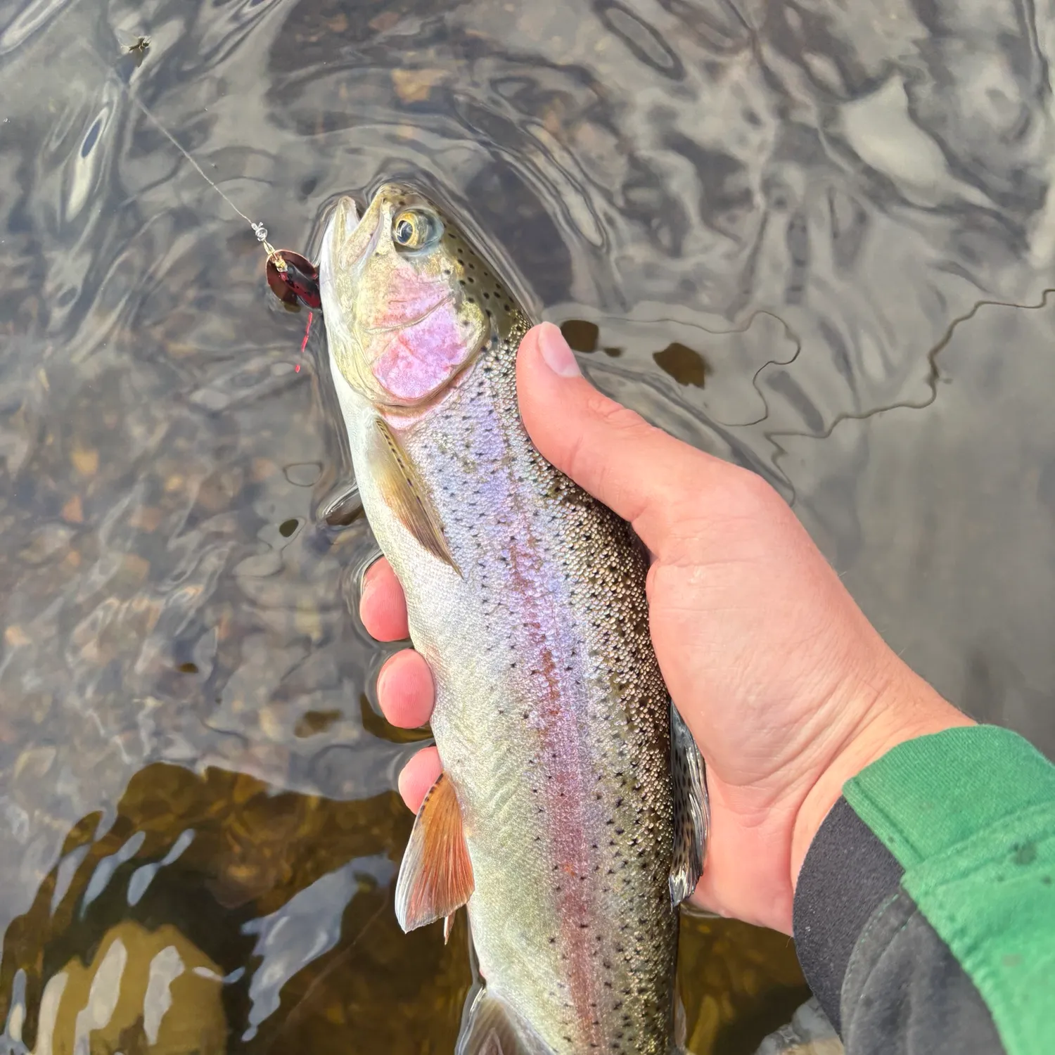 Rainbow trout caught on Fishbrain