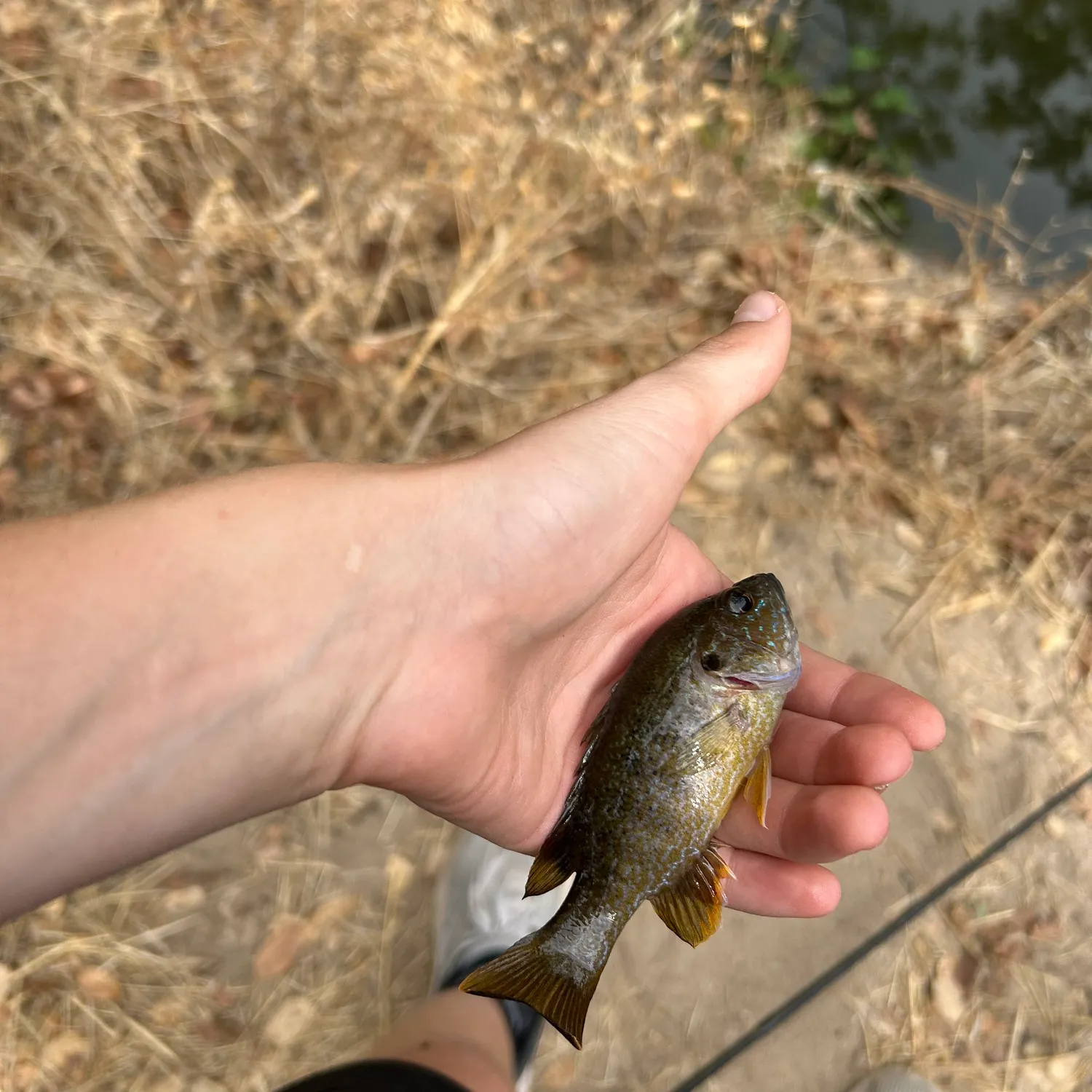 Green sunfish caught on Fishbrain