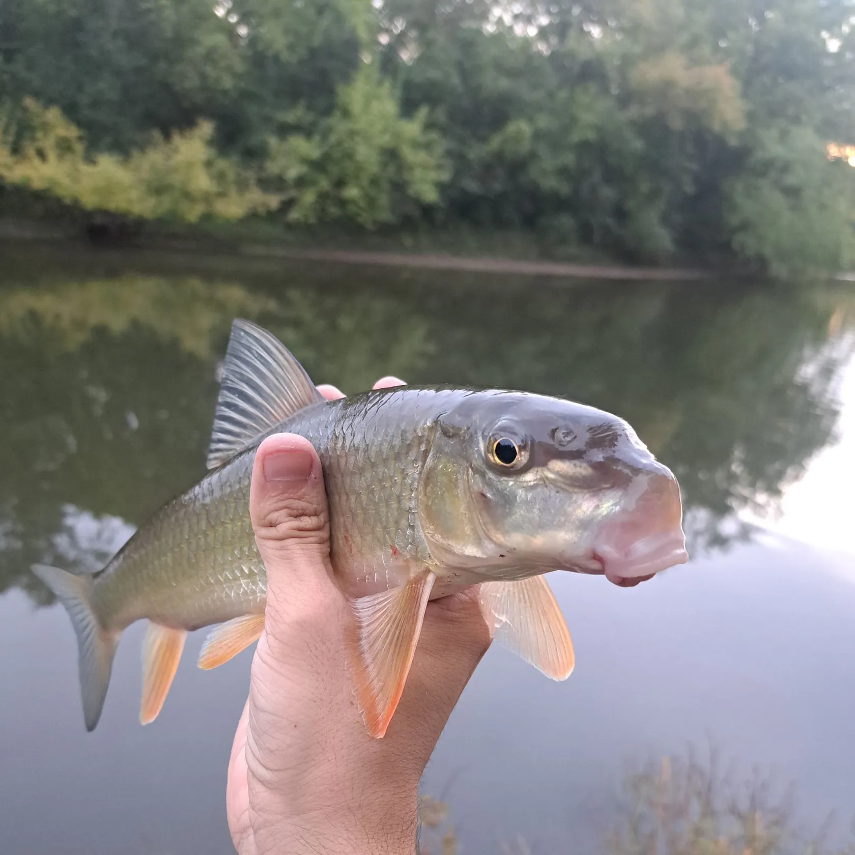 Golden redhorse caught on Fishbrain