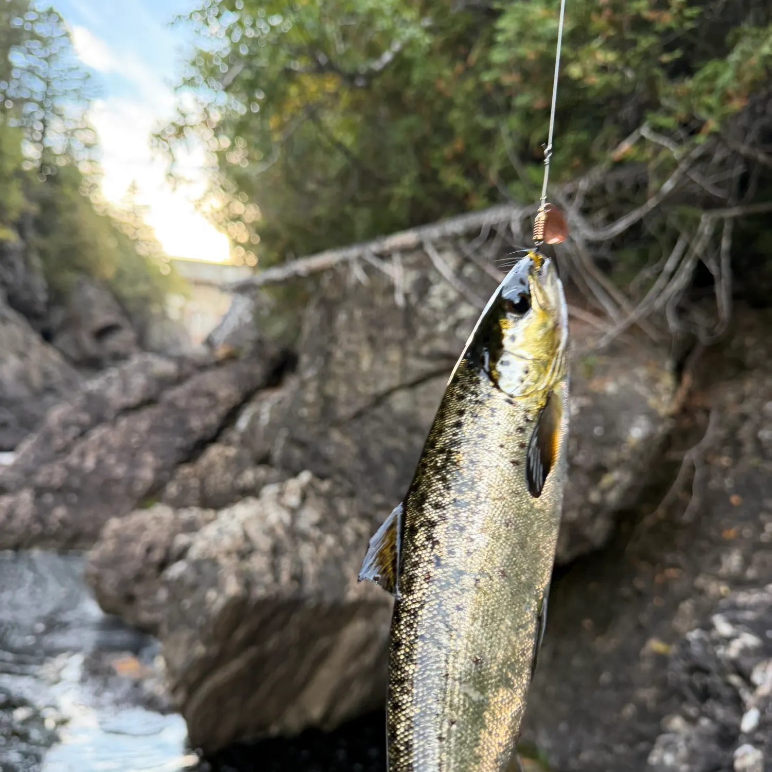 Atlantic salmon caught on Fishbrain