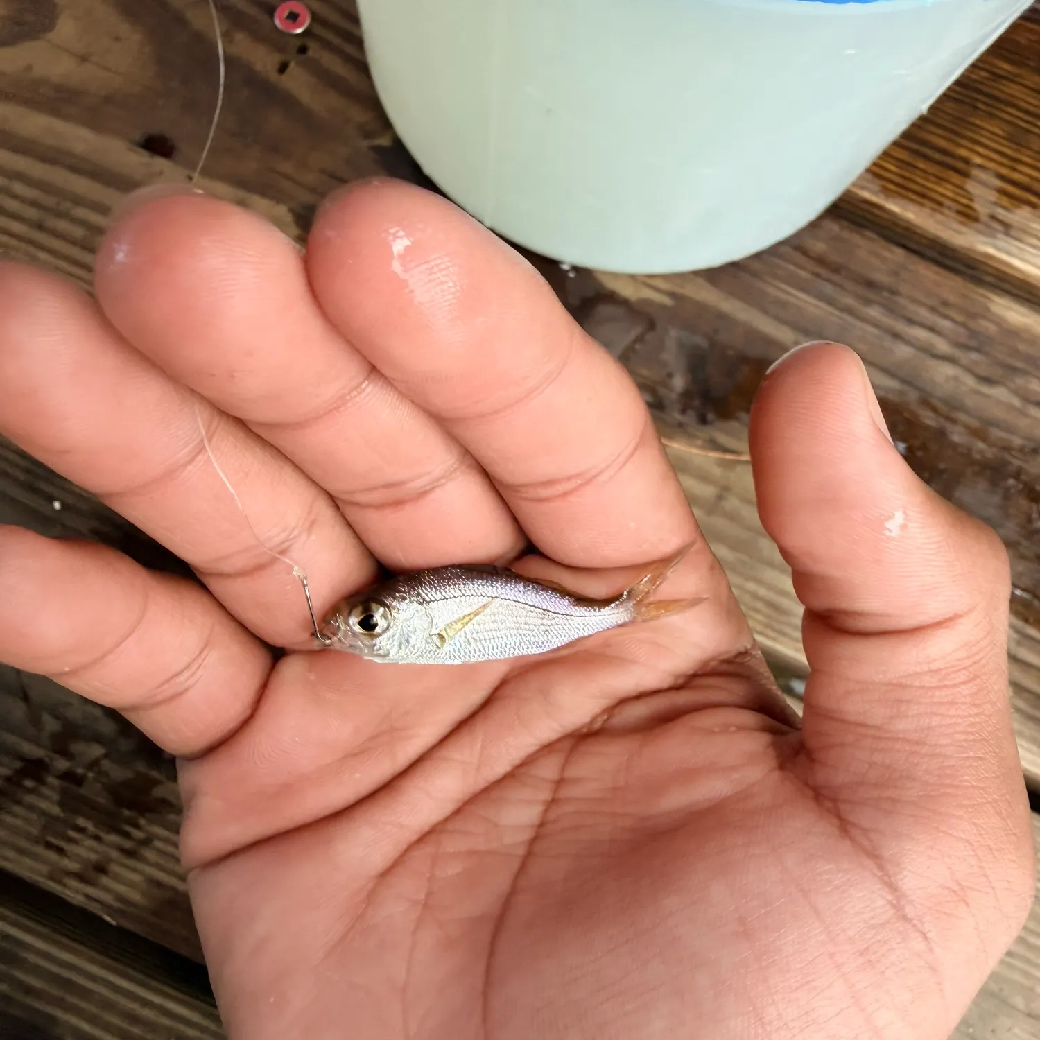 The most recent Striped mojarra catches on Fishbrain