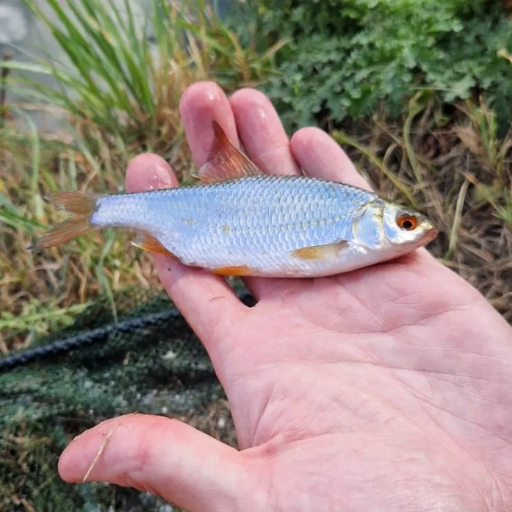 Common roach caught on Fishbrain