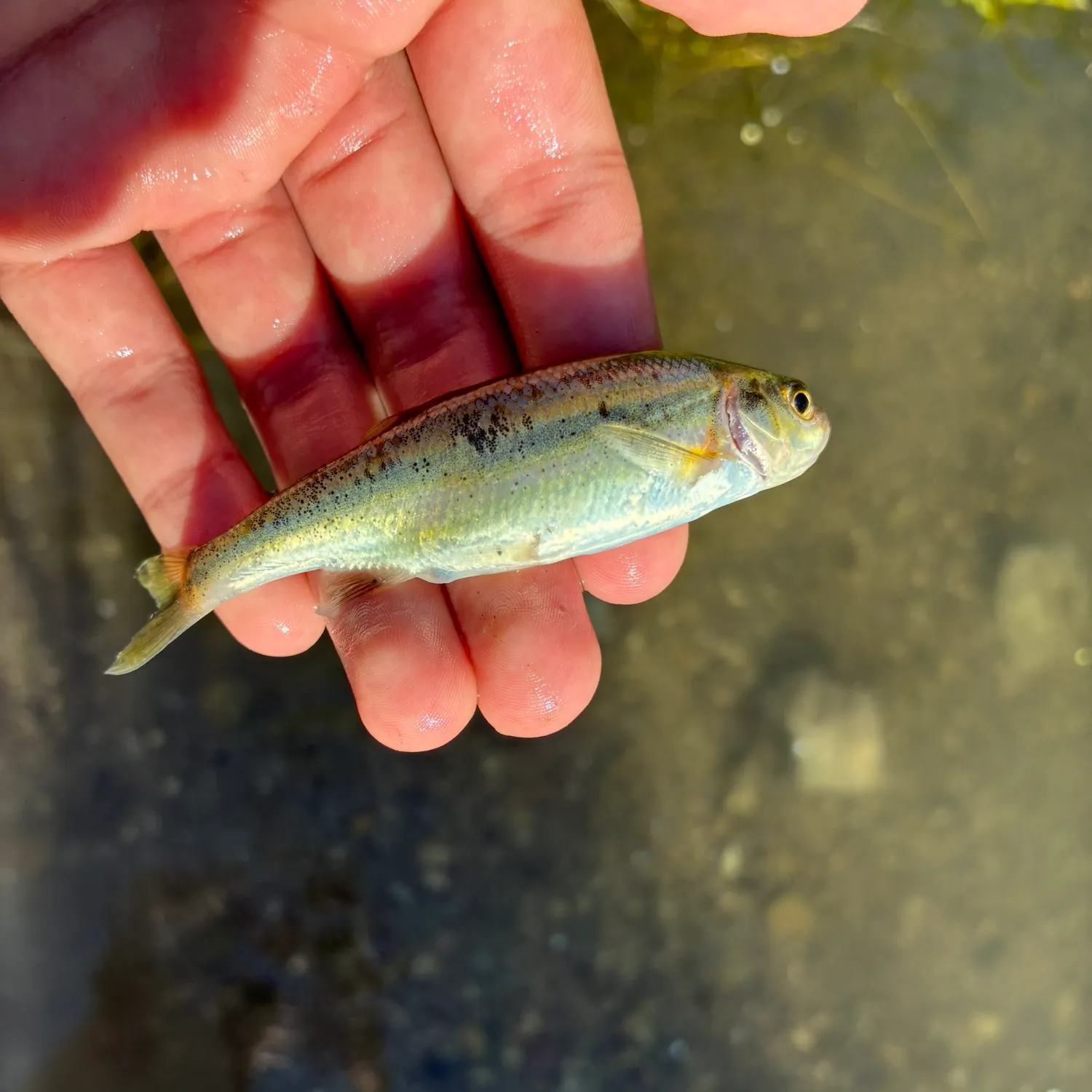 The most recent Ozark minnow catches on Fishbrain