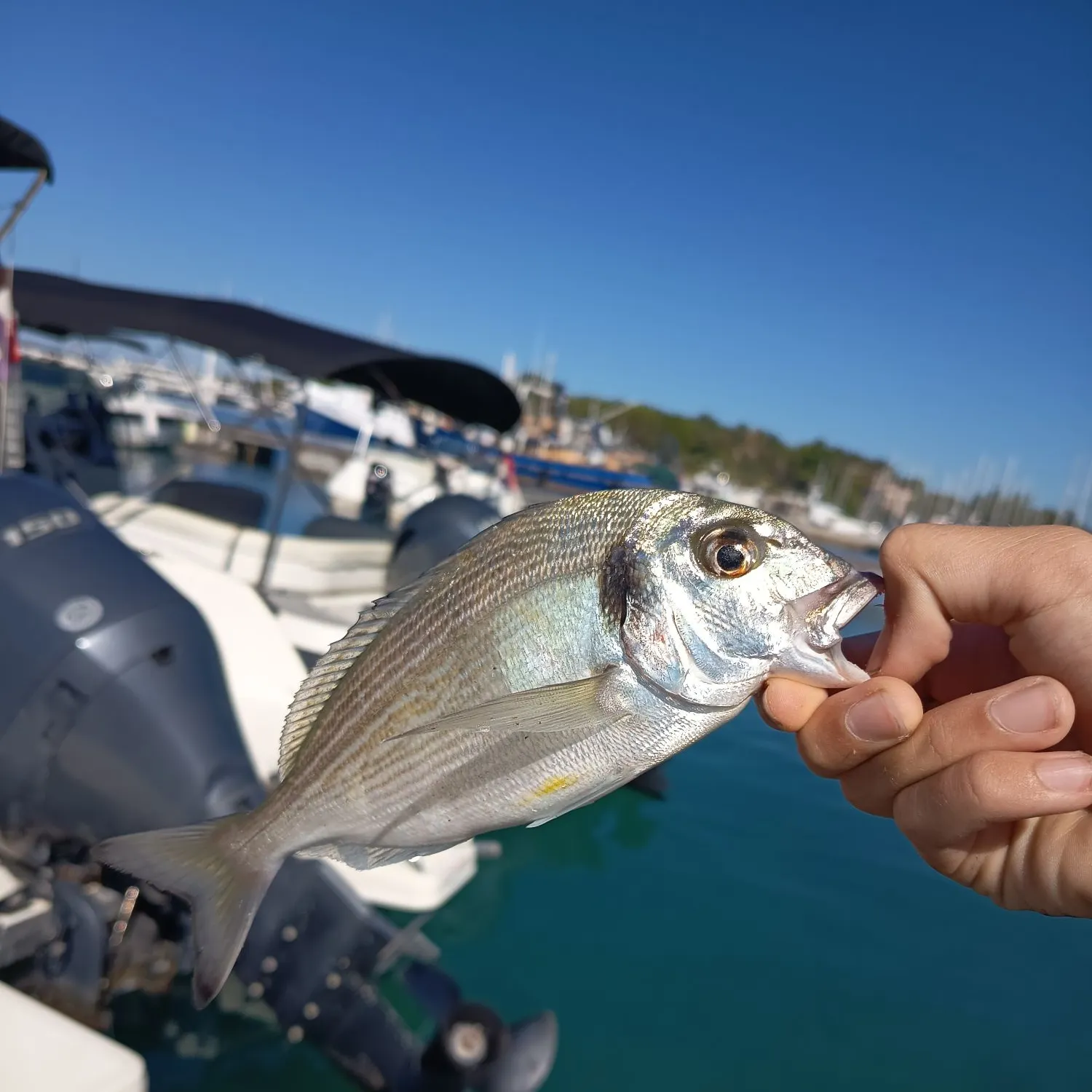 Gilthead seabream caught on Fishbrain