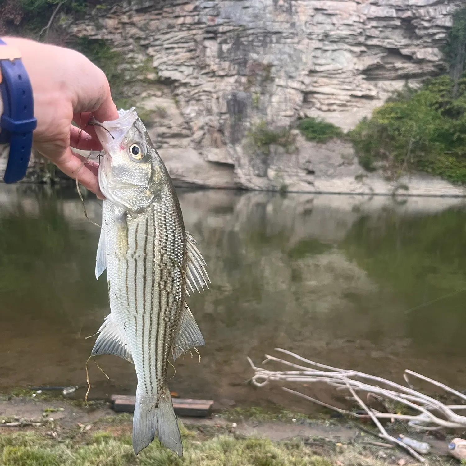 Wiper caught on Fishbrain