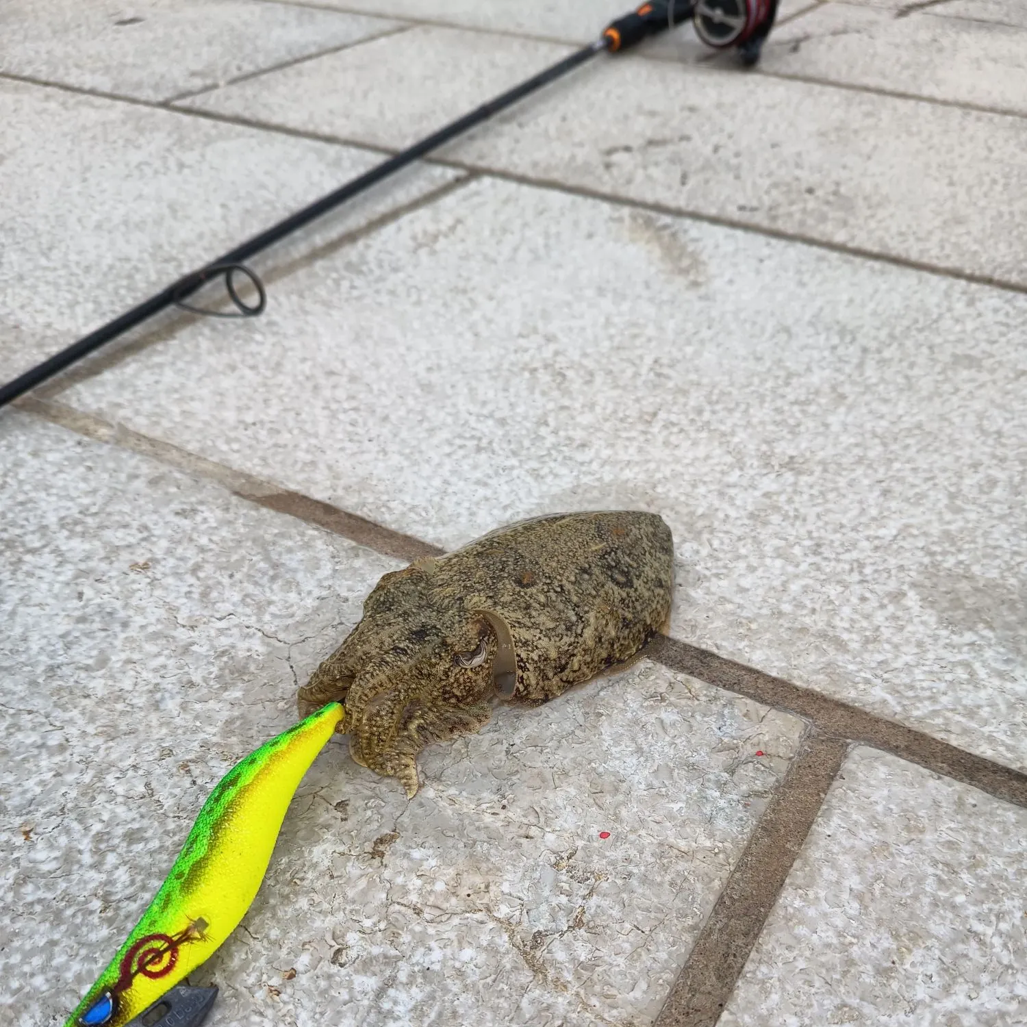 The most recent Common cuttlefish catches on Fishbrain
