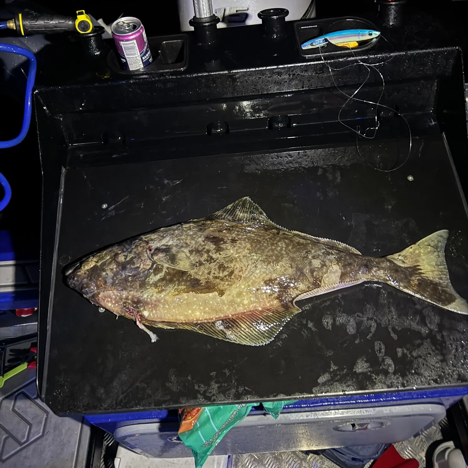 Pacific halibut caught on Fishbrain