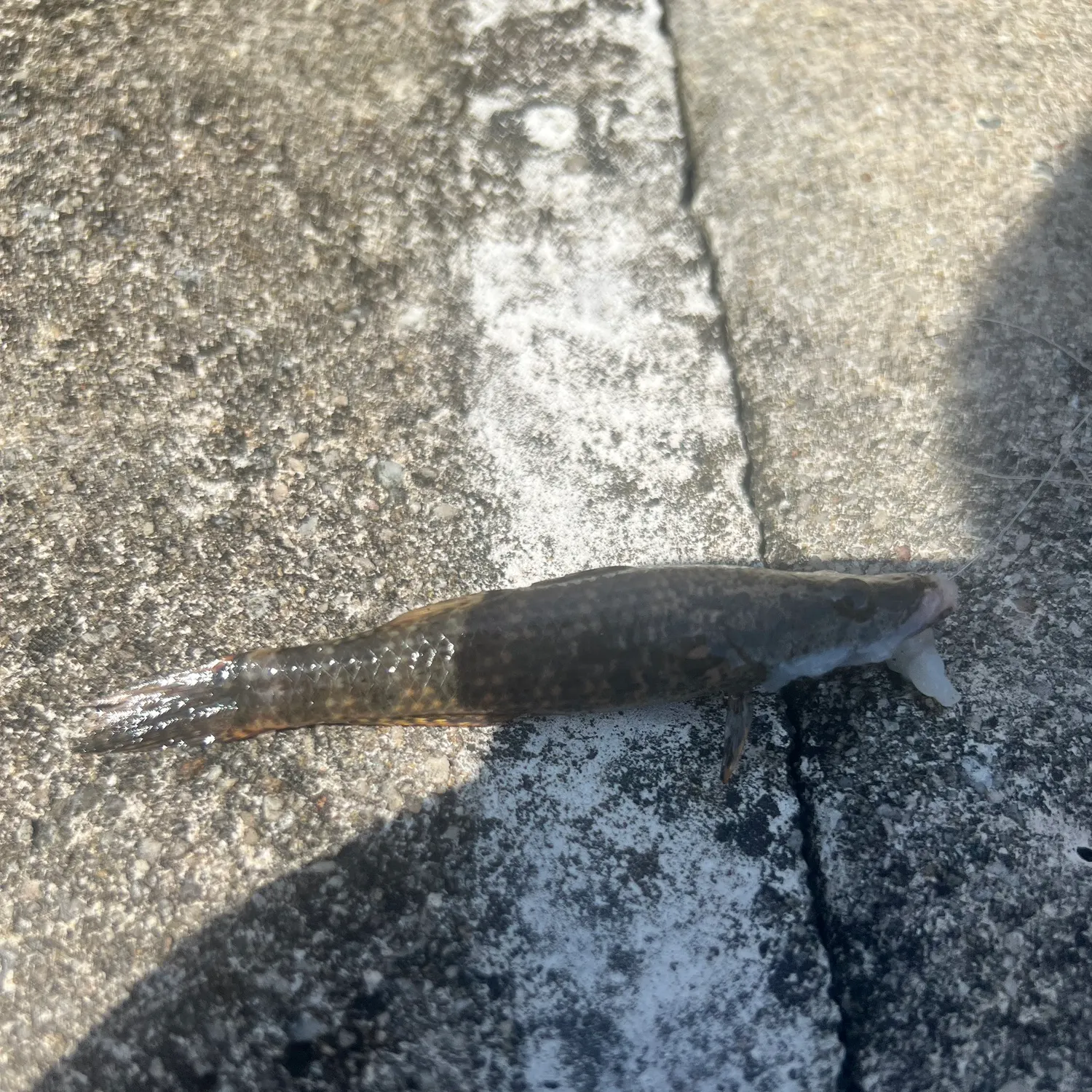 The most recent Duckbill sleeper catches on Fishbrain