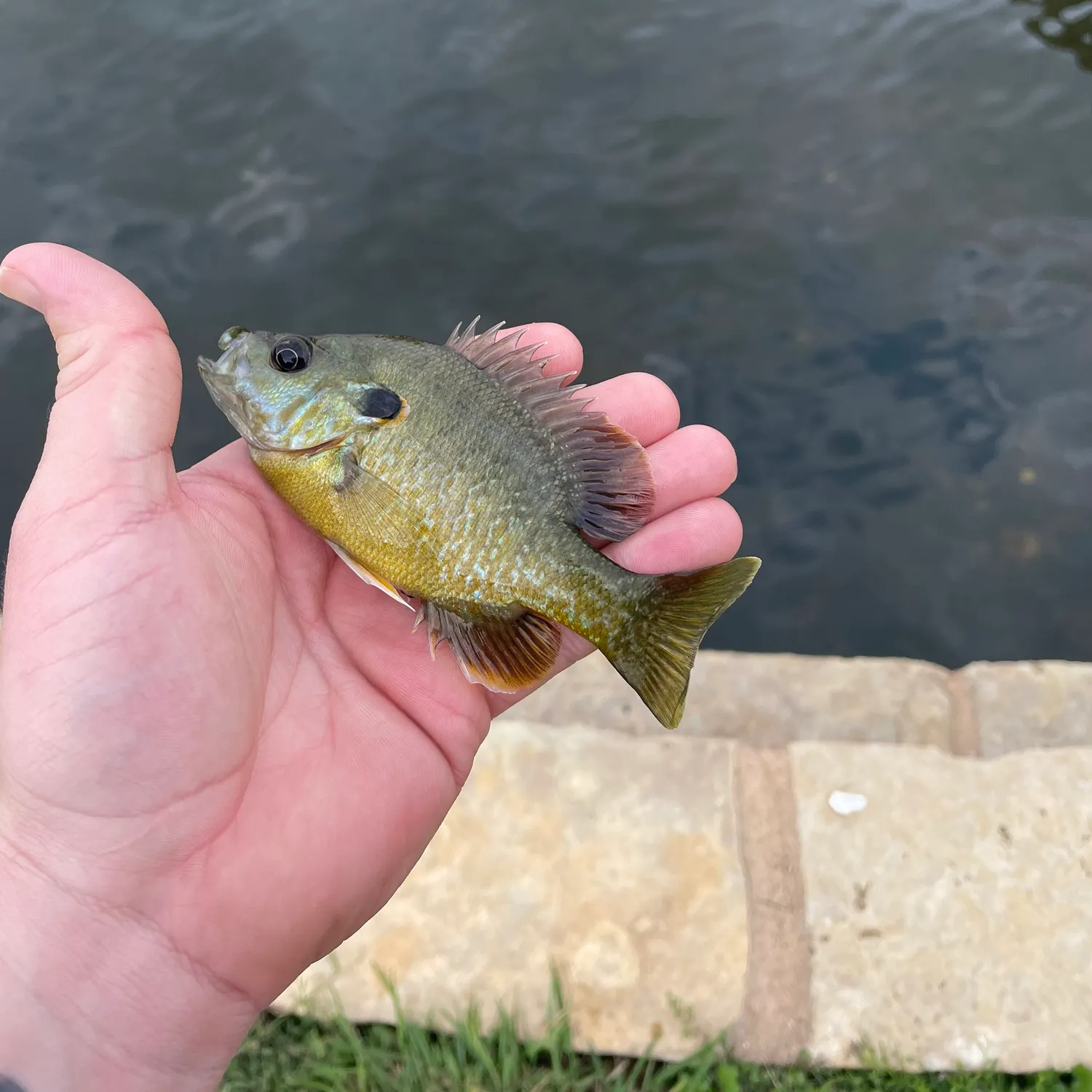 Greengill hybrid caught on Fishbrain