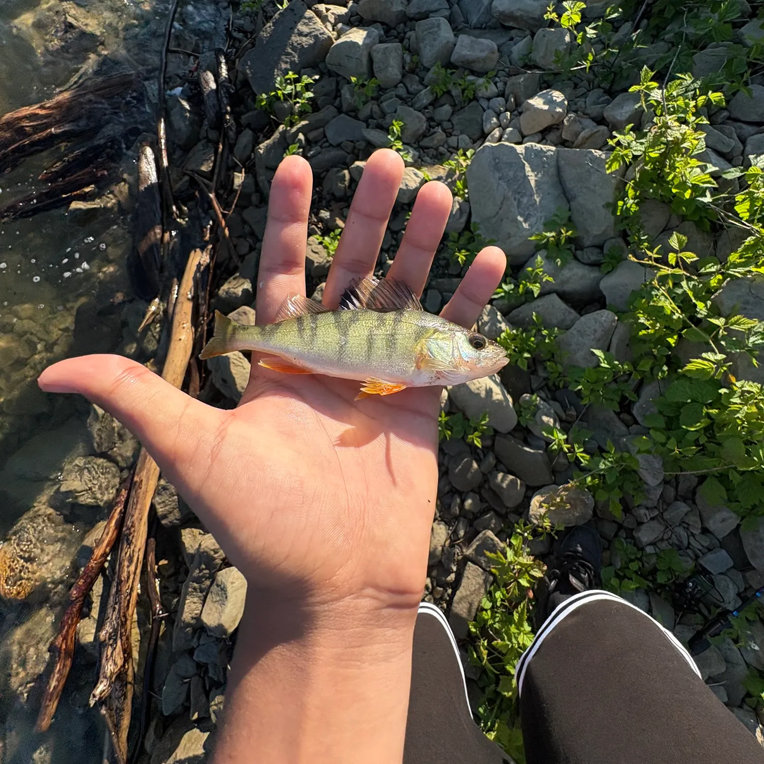 European perch caught on Fishbrain