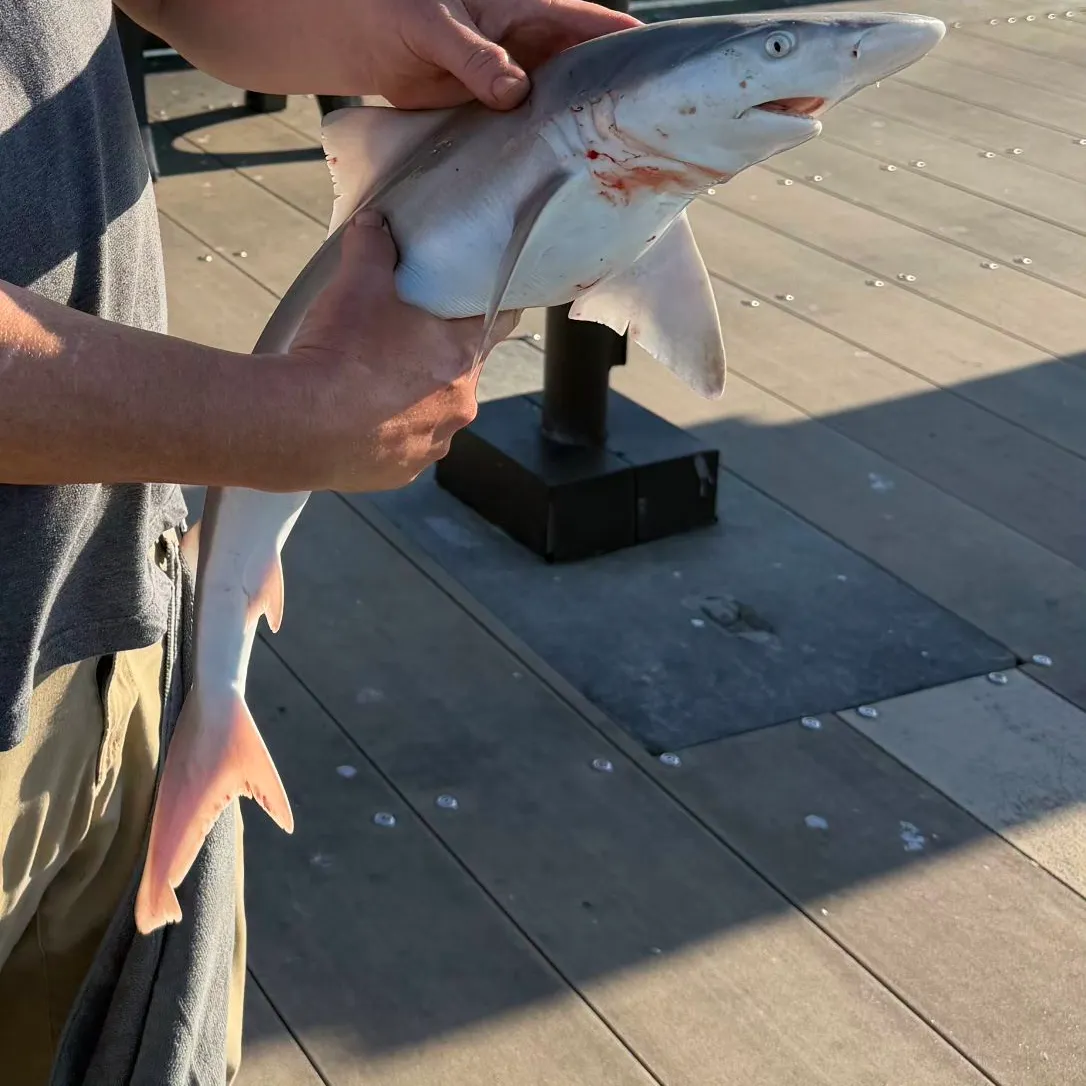 Atlantic sharpnose shark caught on Fishbrain