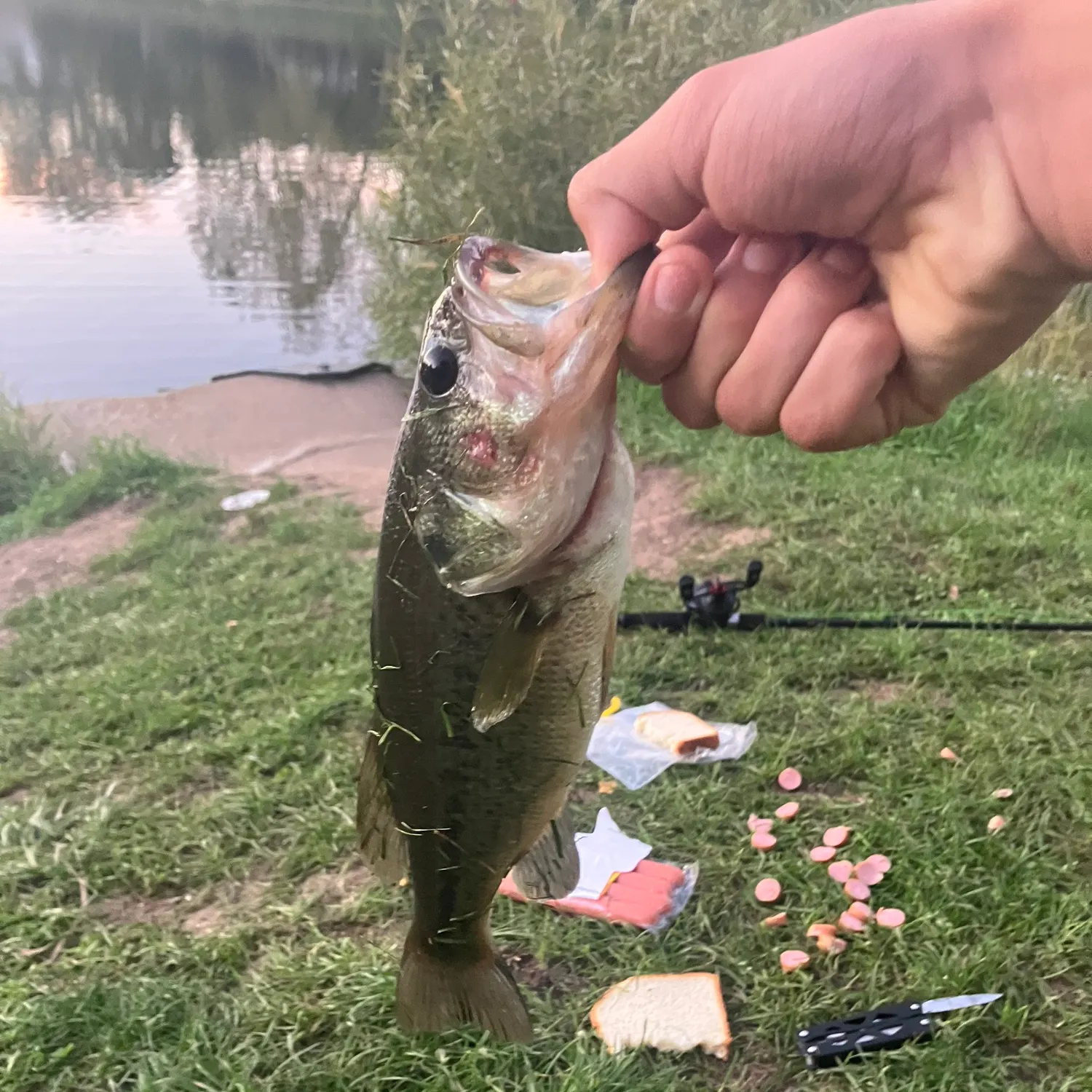Fish caught on Fishbrain
