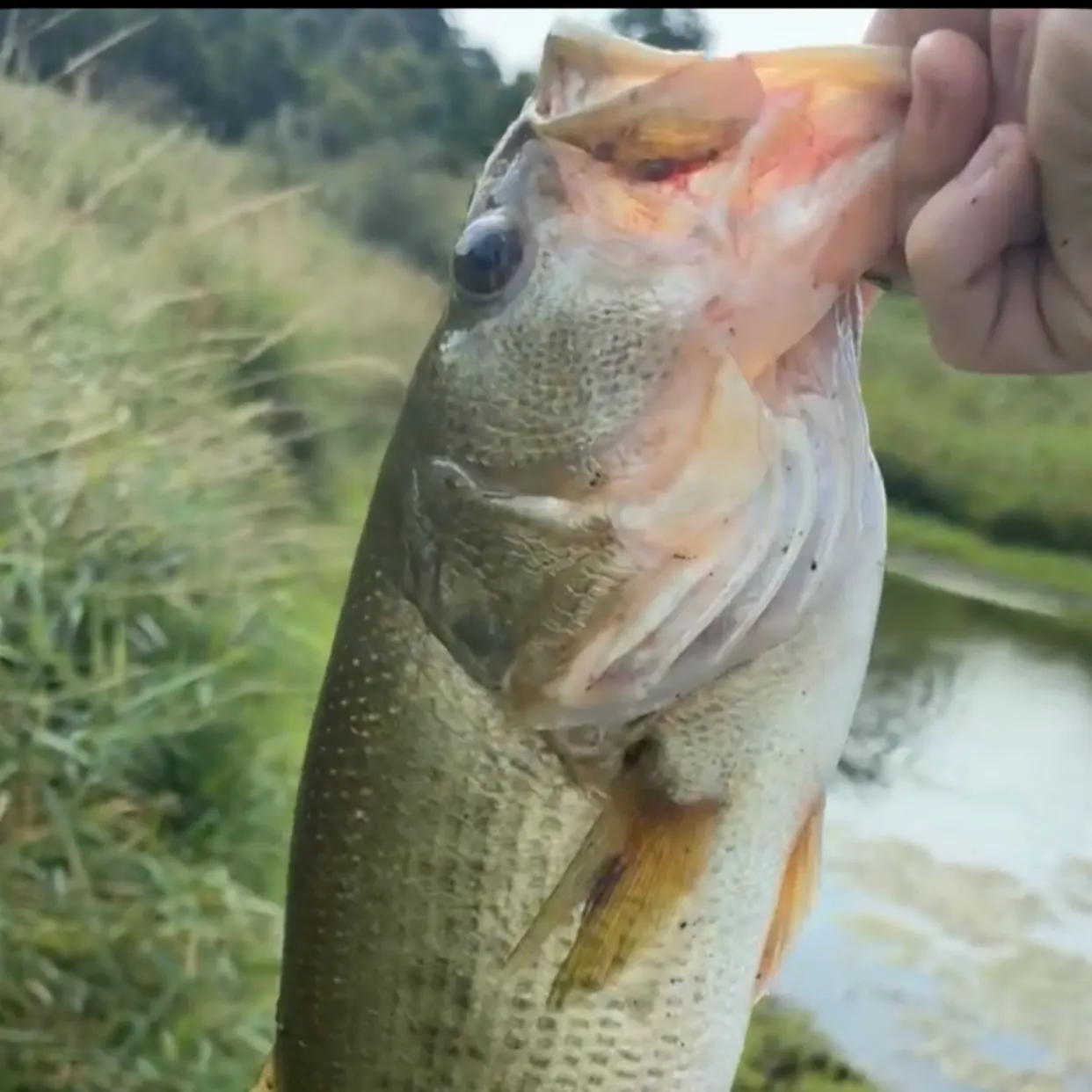 Largemouth bass caught on Fishbrain