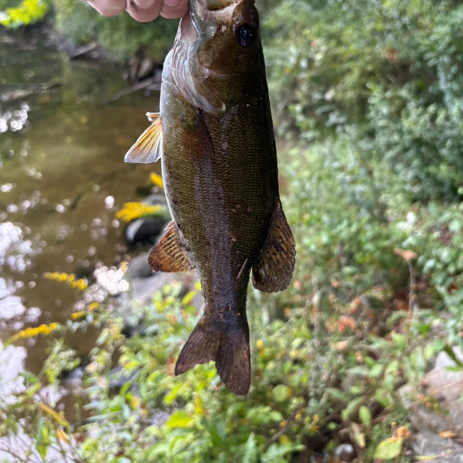 Smallmouth bass caught on Fishbrain