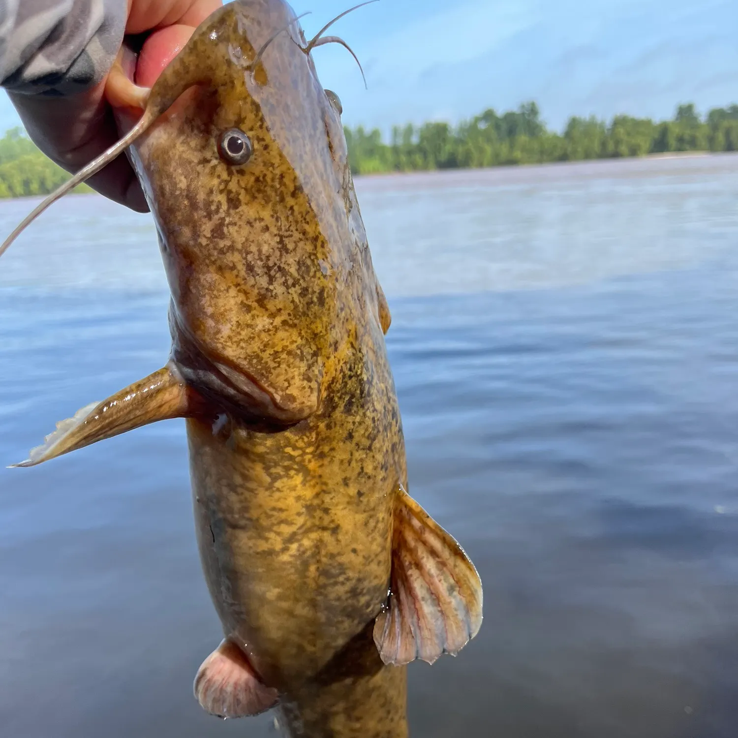 The most recent Flathead catfish catches on Fishbrain