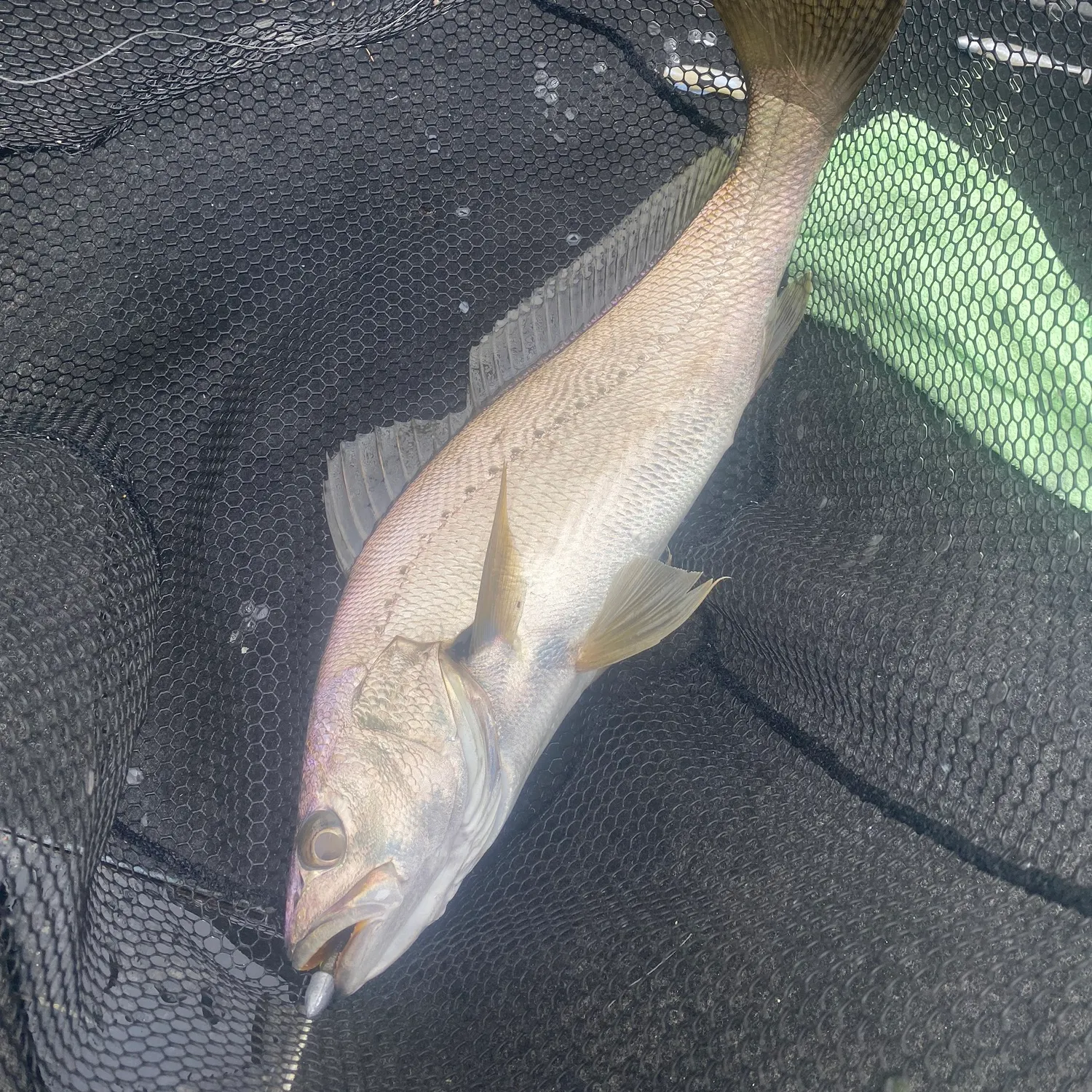 The most recent Japanese meagre catches on Fishbrain