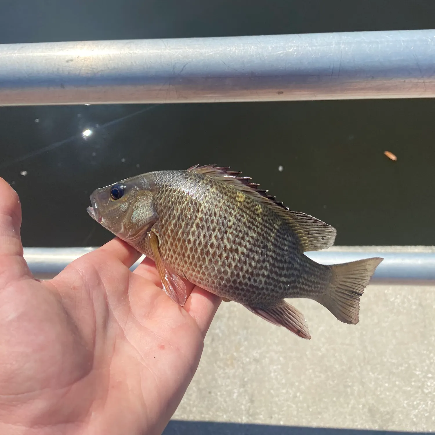 Mangrove snapper caught on Fishbrain