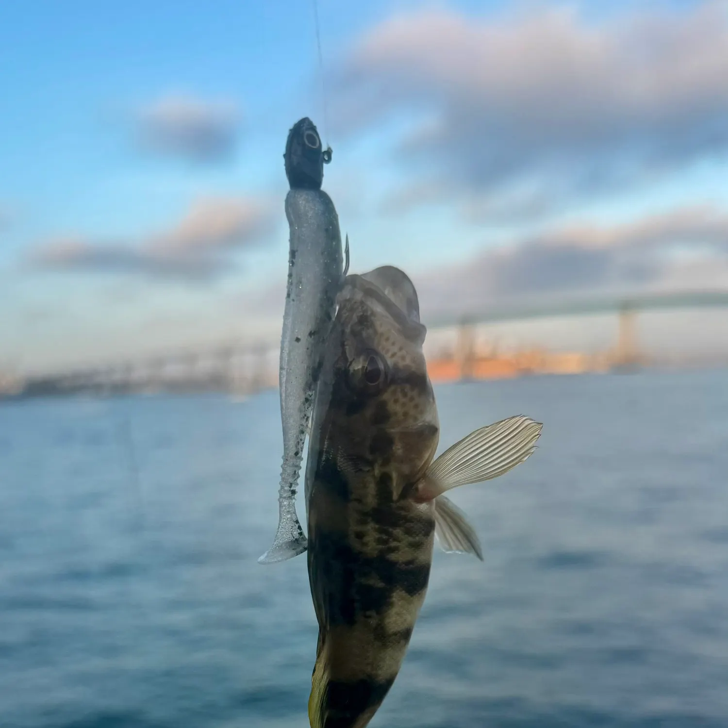 The most recent Barred sand bass catches on Fishbrain