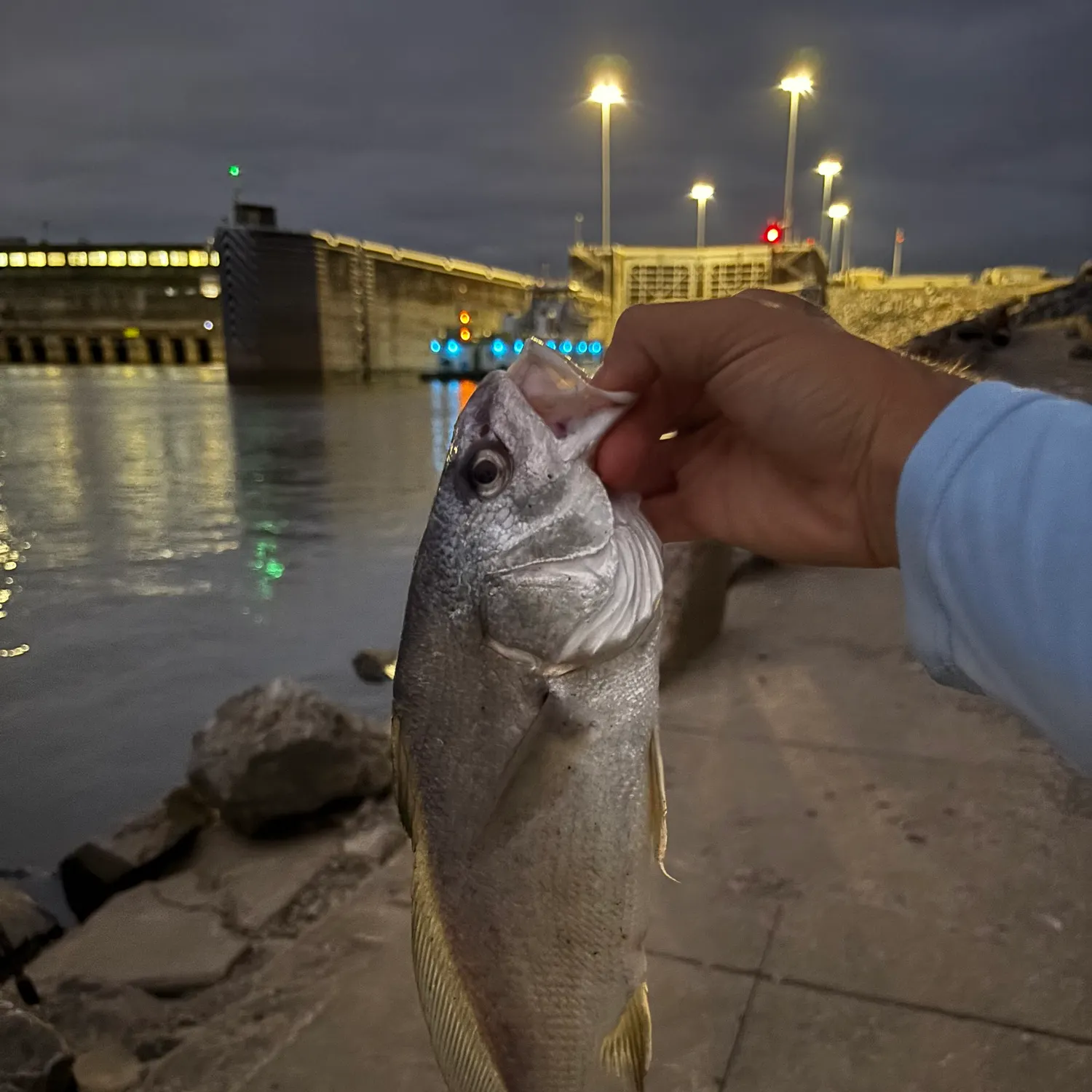 Freshwater drum caught on Fishbrain