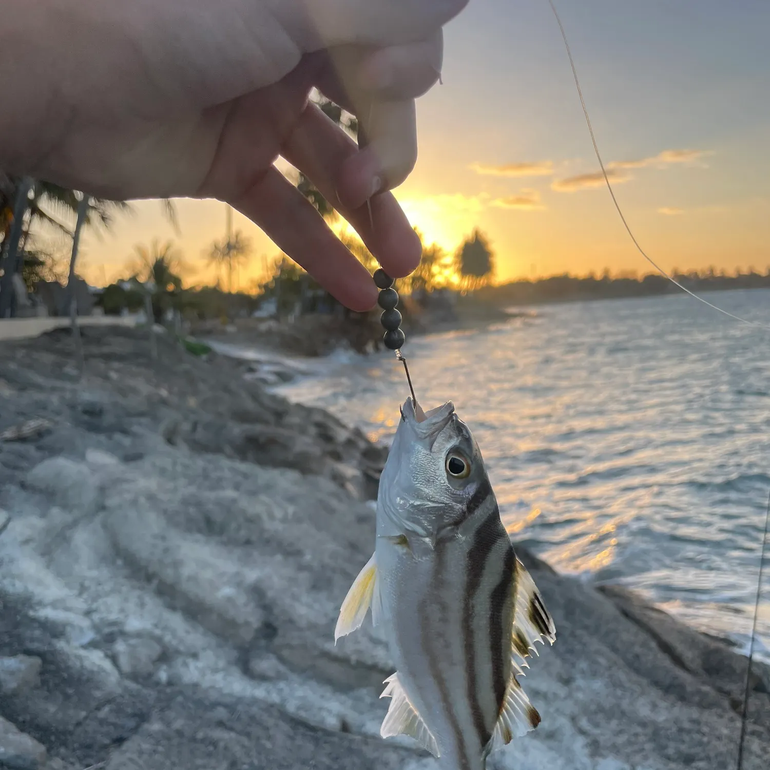 Fish caught on Fishbrain