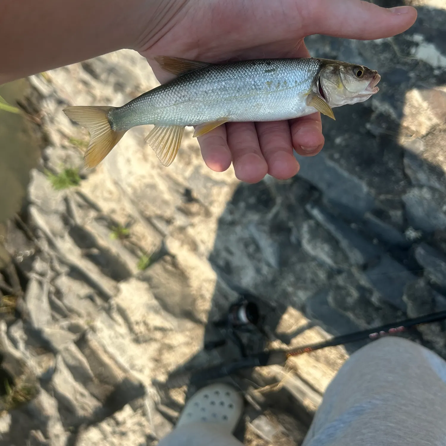 The most recent Fringebarbel sturgeon catches on Fishbrain