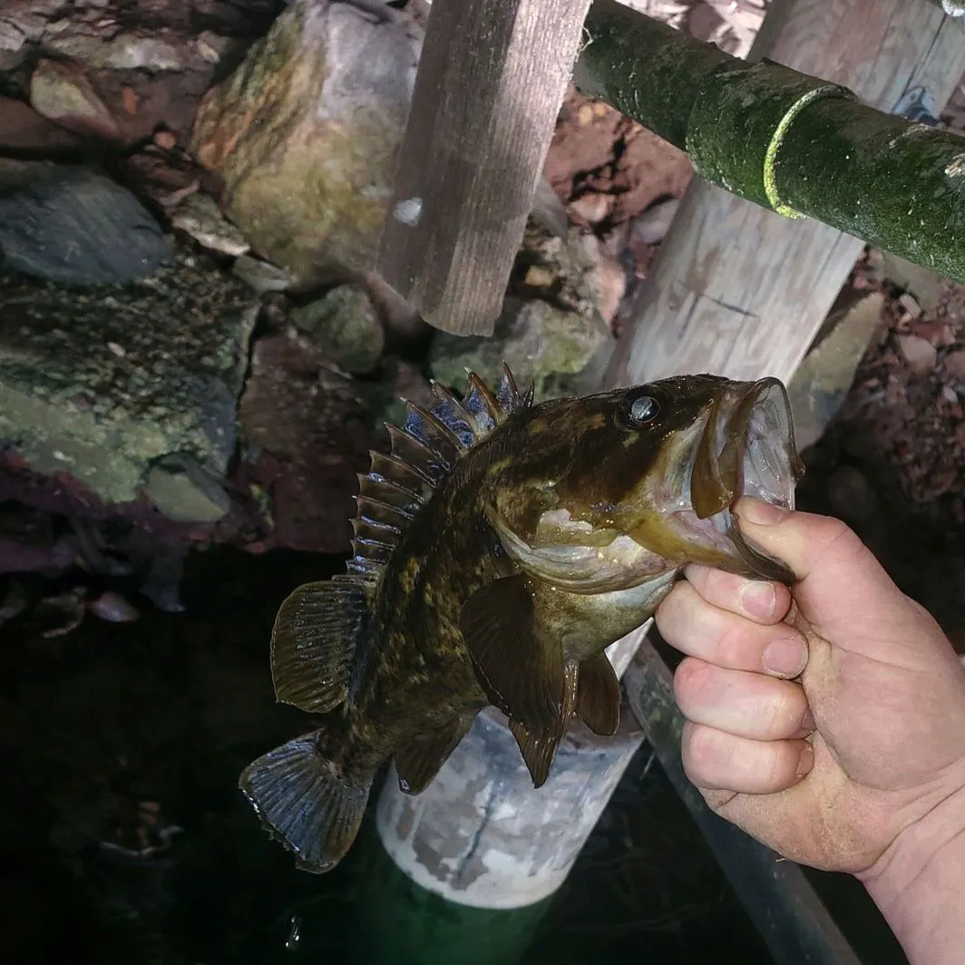 The most recent Grass rockfish catches on Fishbrain