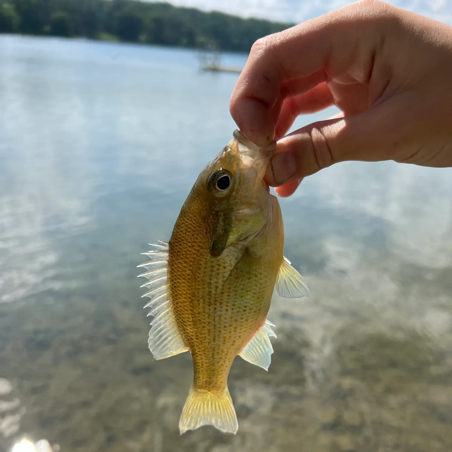 The most recent Redbreast sunfish catches on Fishbrain